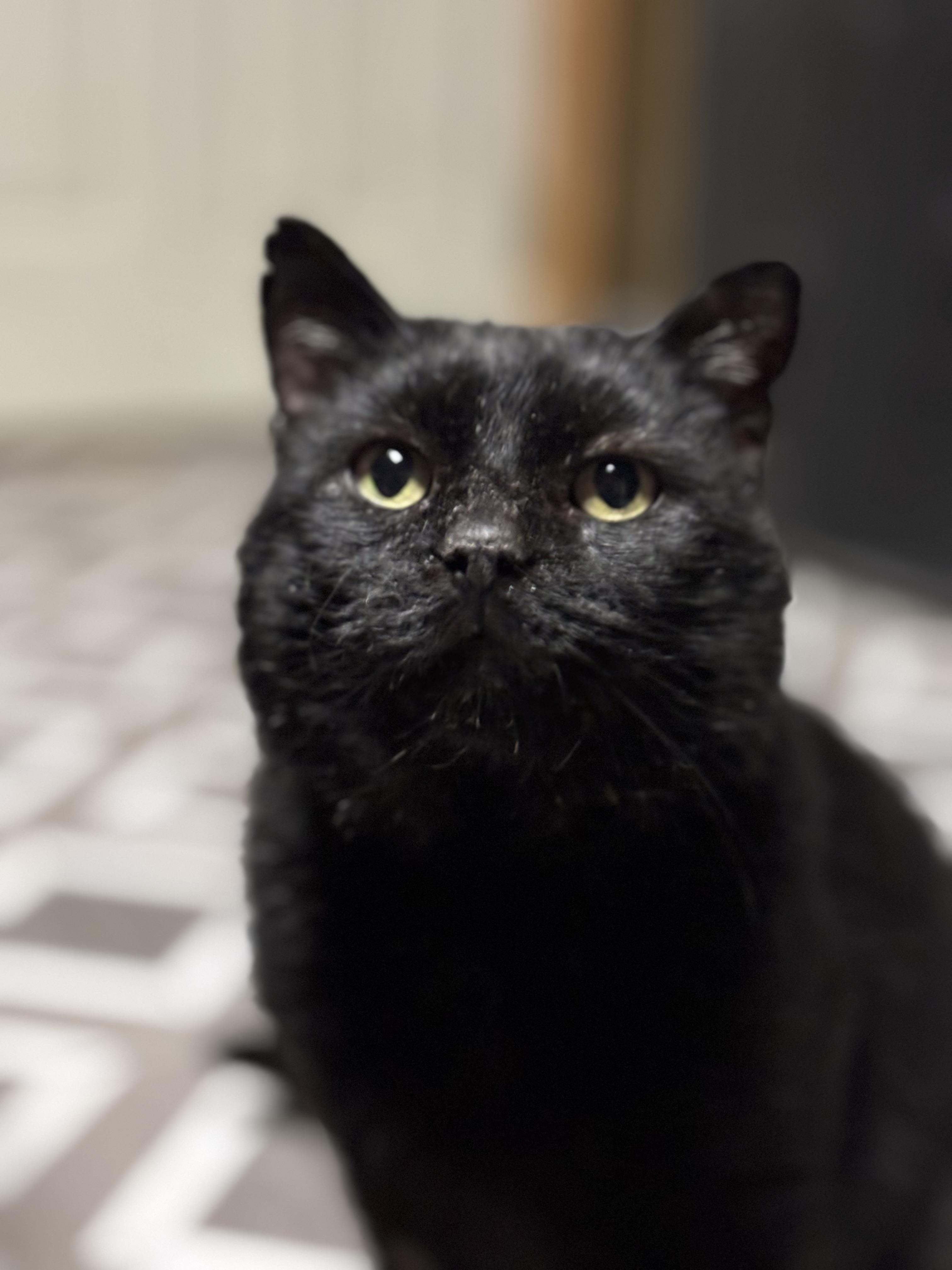 Enlarge Jax, a ADOPTABLE Domestic Short Hair in Lincoln University, PA image 2/4