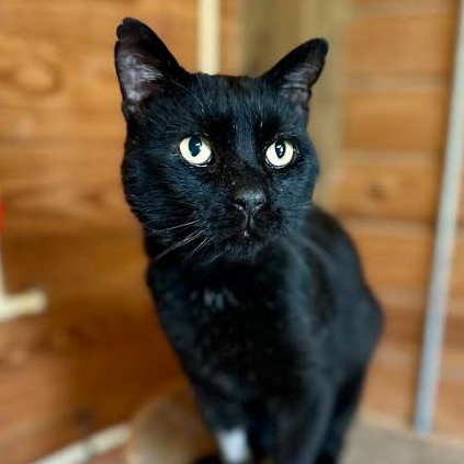 Enlarge Jax, a Adoptable Domestic Short Hair in Lincoln University, PA image 1/4