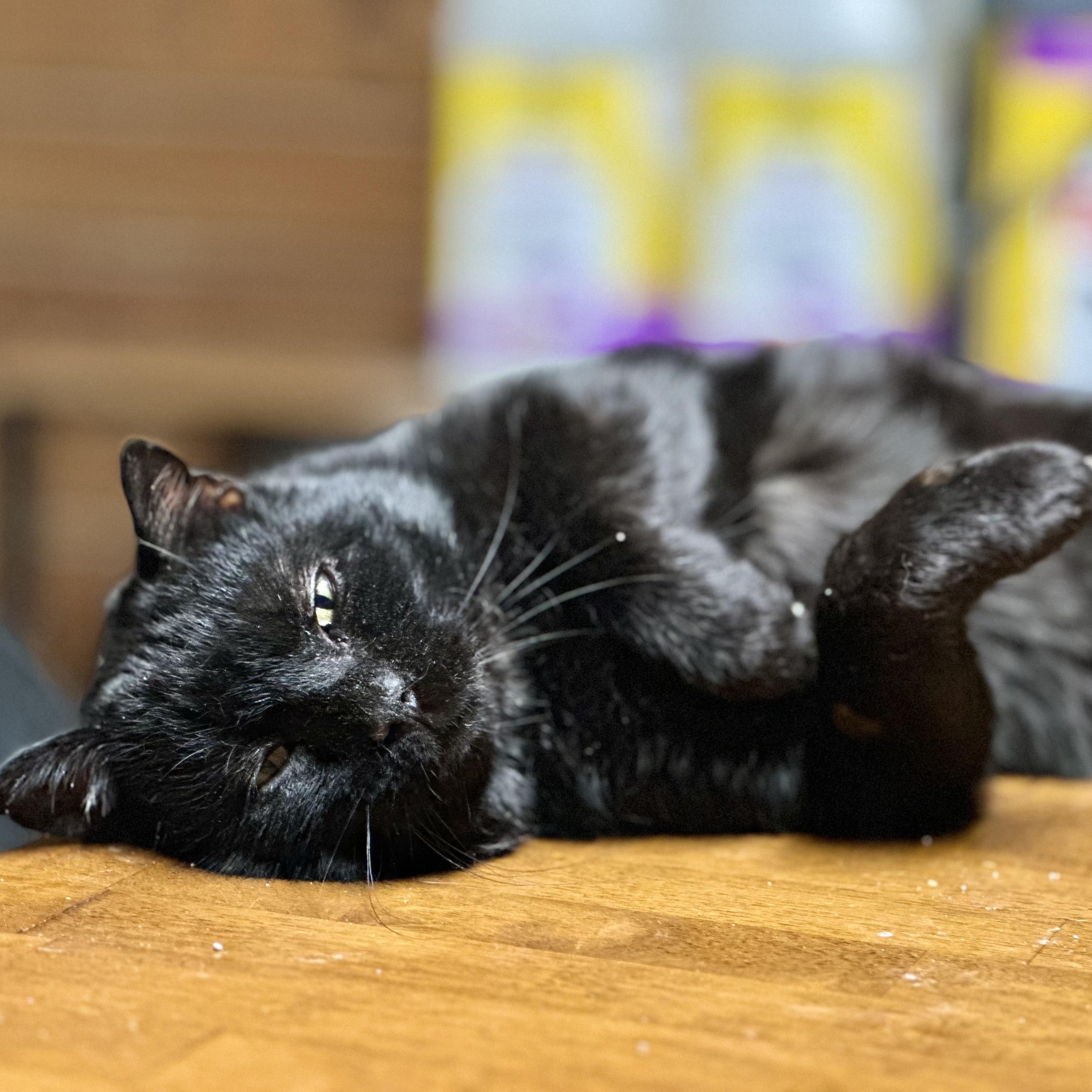 Enlarge Jax, a ADOPTABLE Domestic Short Hair in Lincoln University, PA image 1/4