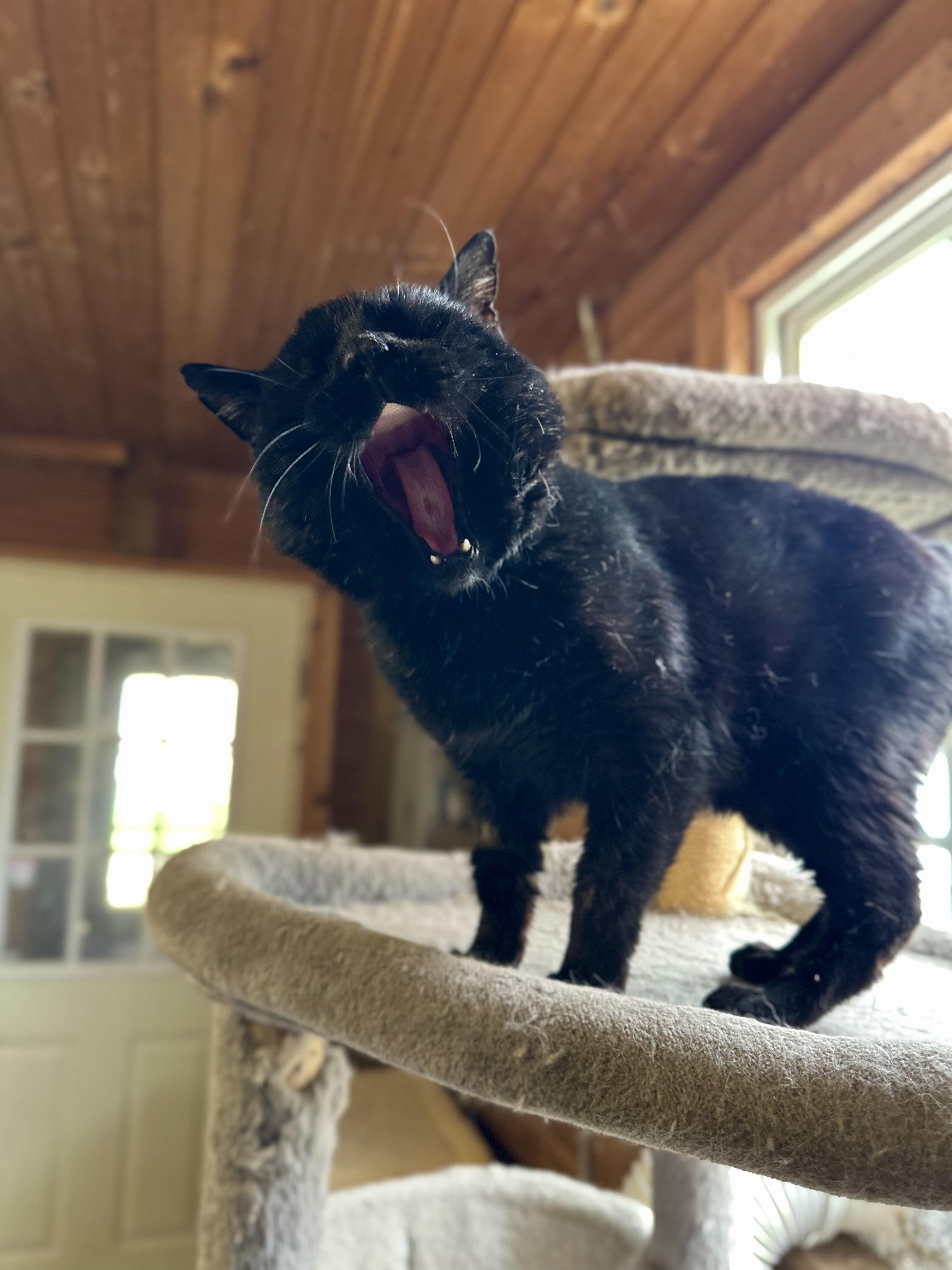 Enlarge Jax, a ADOPTABLE Domestic Short Hair in Lincoln University, PA image 3/4
