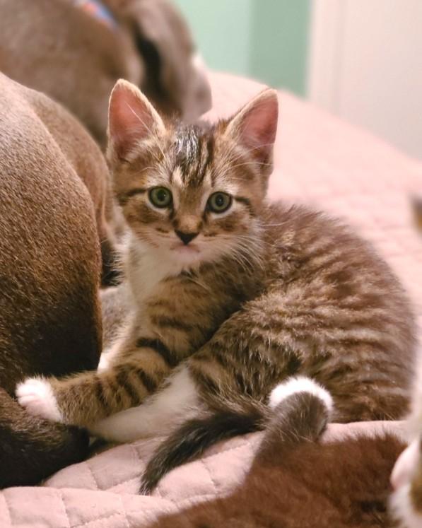 Enlarge Bruce, a Adoptable Tabby in Mt Pleasant, SC image 4/5