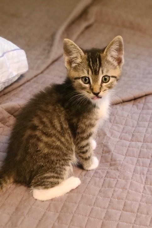 Enlarge Bruce, a Adoptable Tabby in Mt Pleasant, SC image 2/5