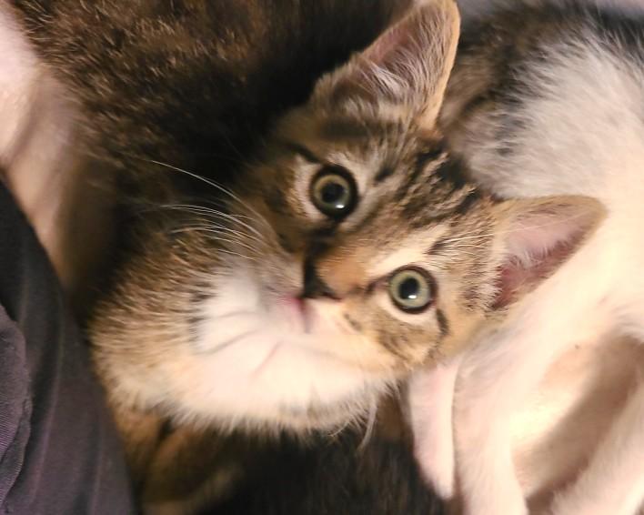Enlarge Bruce, a Adoptable Tabby in Mt Pleasant, SC image 5/5