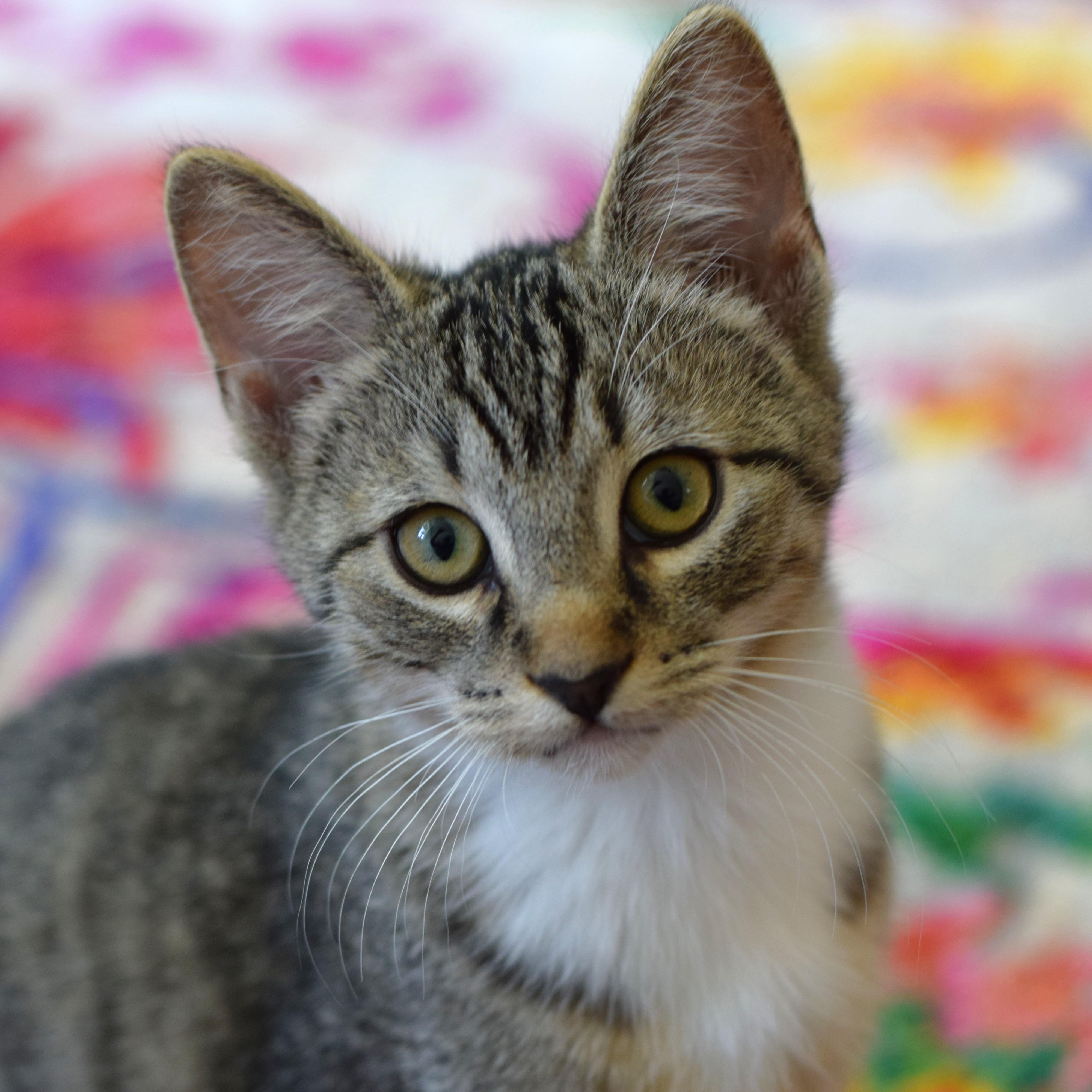 Bruce, Adoptable, Kitten Male Tabby.
