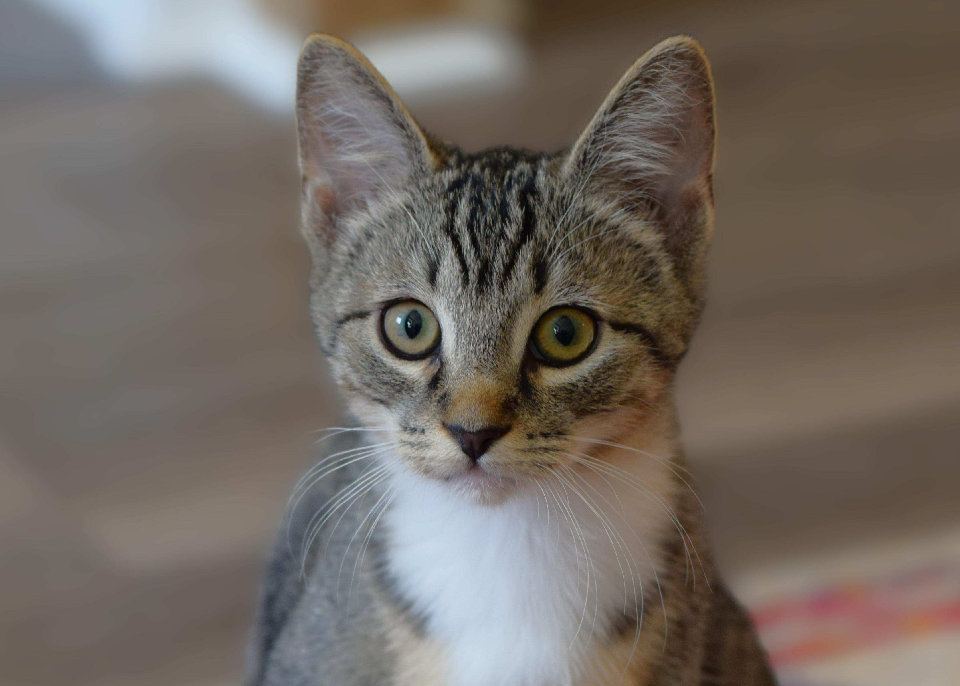 Bruce, a Adoptable Tabby in Mt Pleasant, SC image 4/6