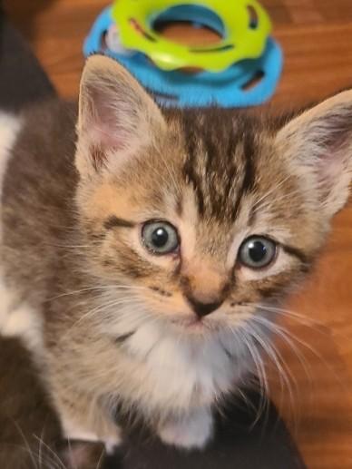 Enlarge Bruce, a Adoptable Tabby in Mt Pleasant, SC image 3/5
