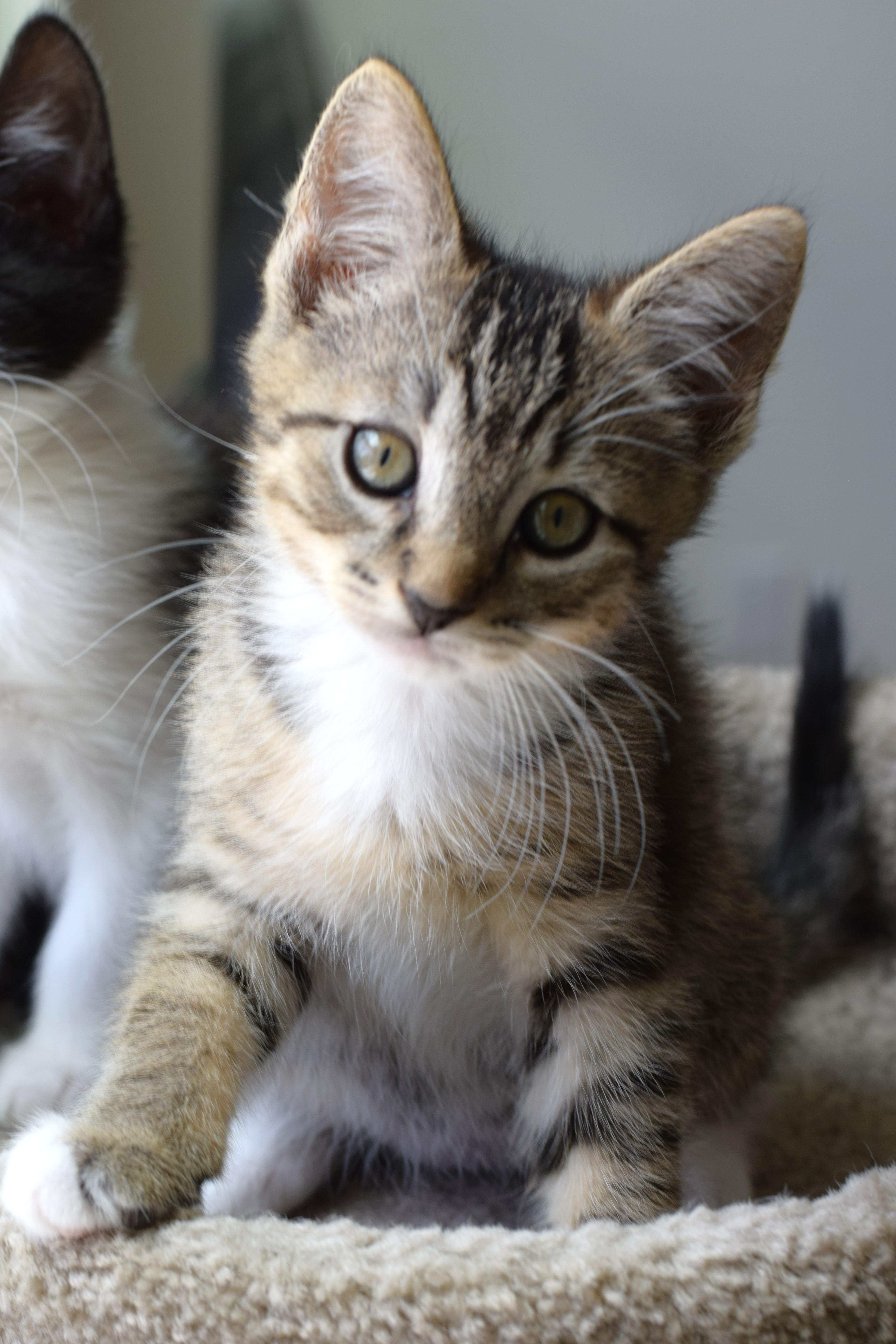 Bruce, a Adoptable Tabby in Mt Pleasant, SC image 2/6