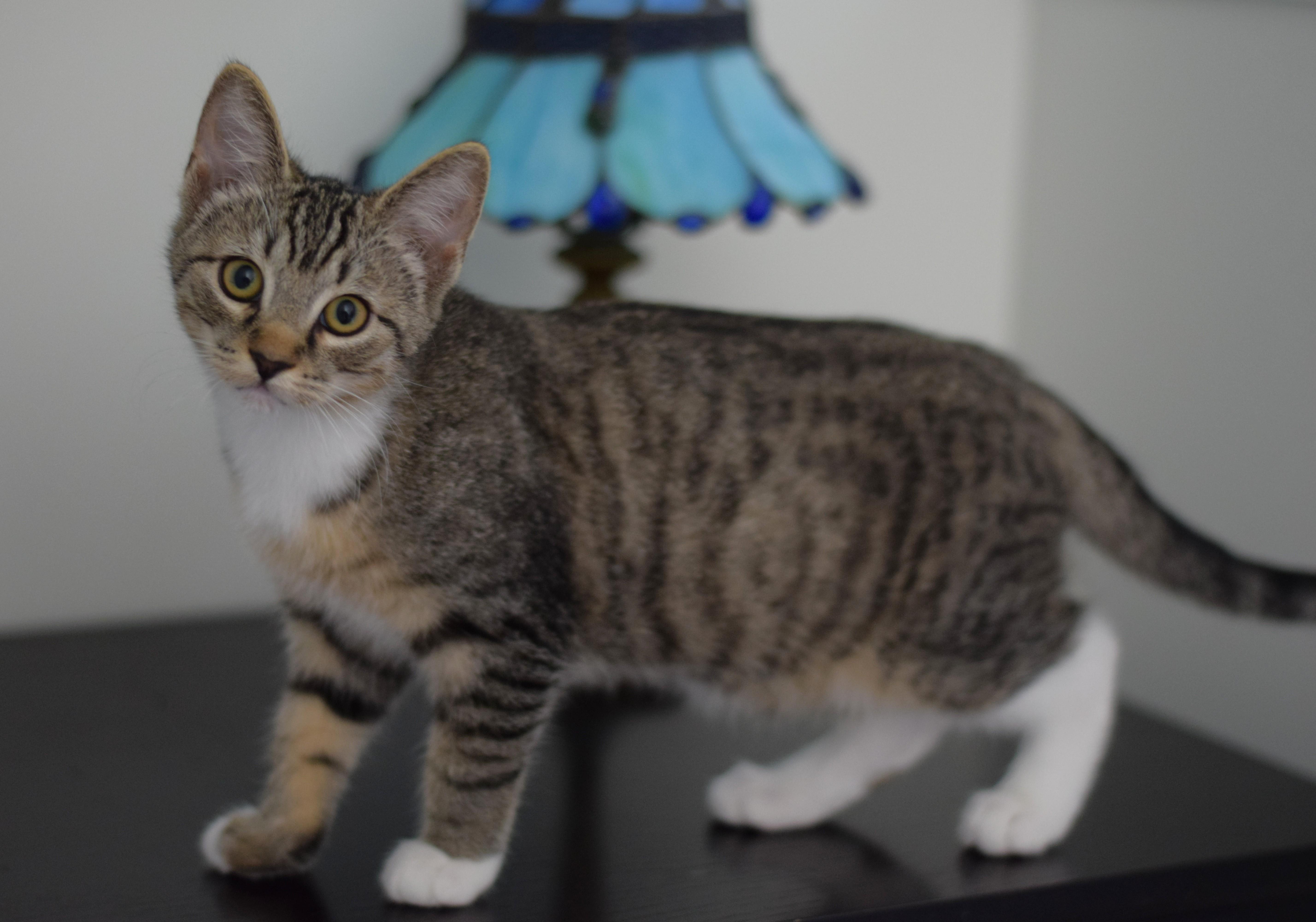 Bruce, a Adoptable Tabby in Mt Pleasant, SC image 3/6