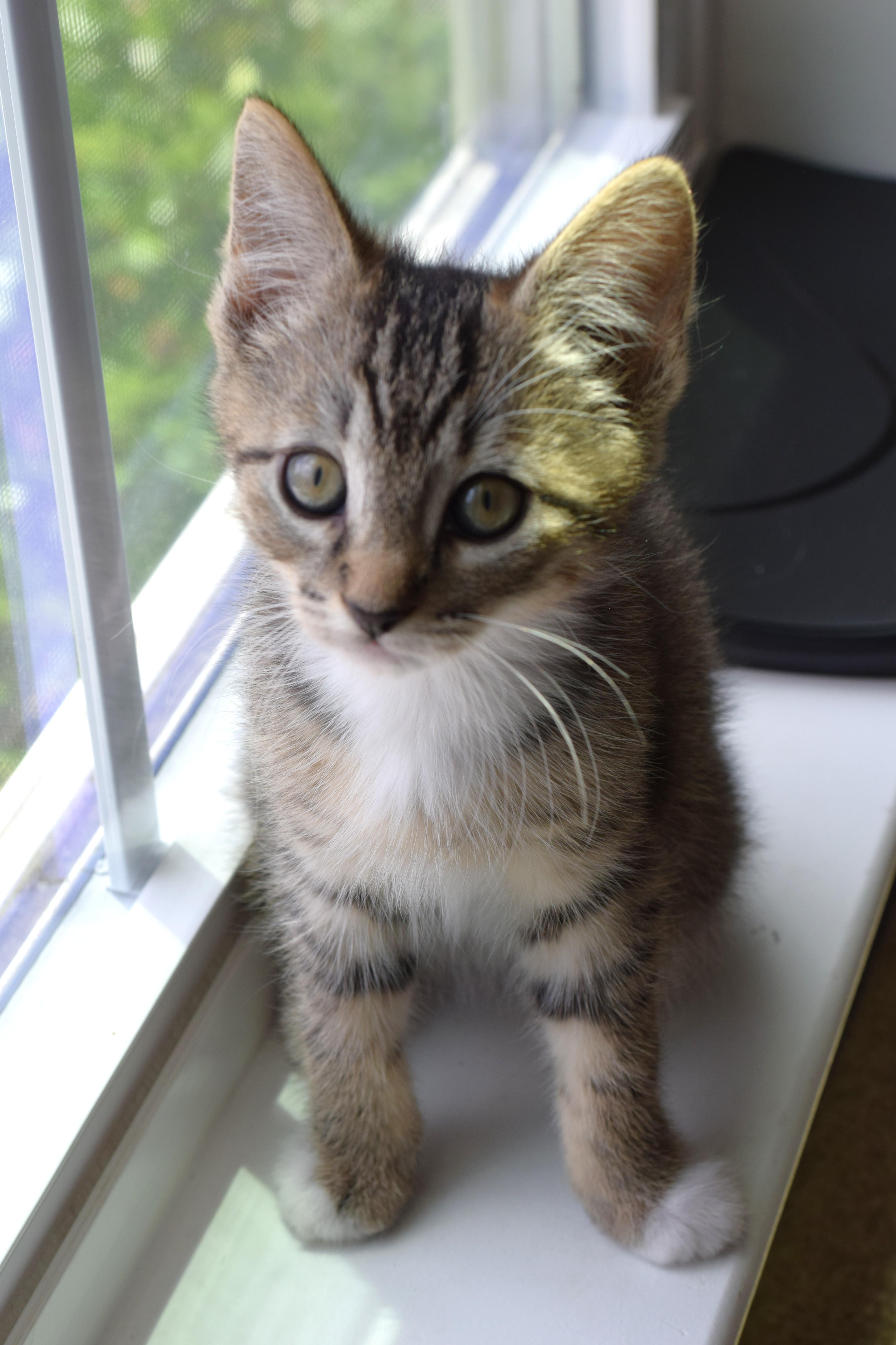 Bruce, a Adoptable Tabby in Mt Pleasant, SC image 6/6