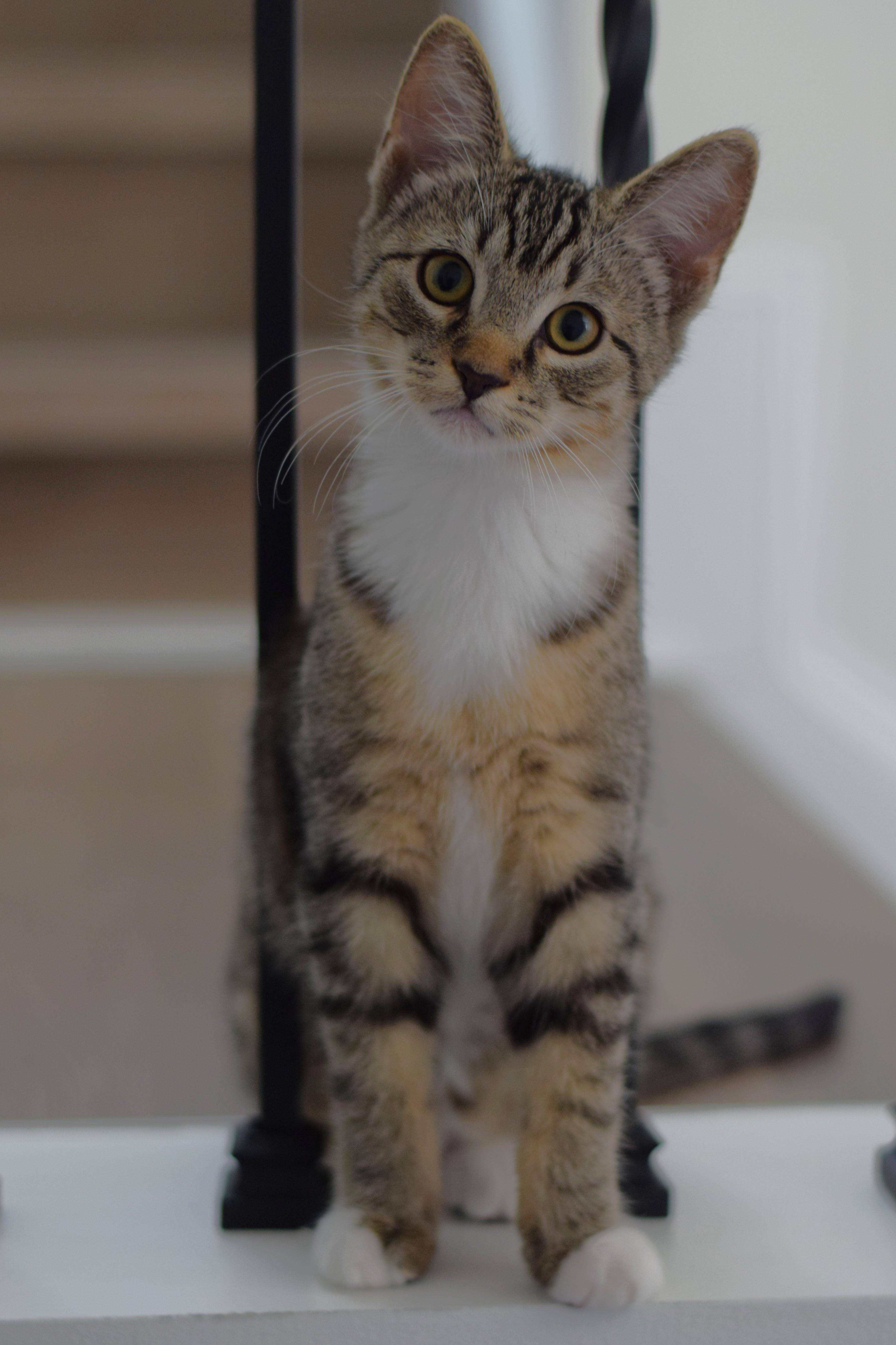 Bruce, a Adoptable Tabby in Mt Pleasant, SC image 2/6