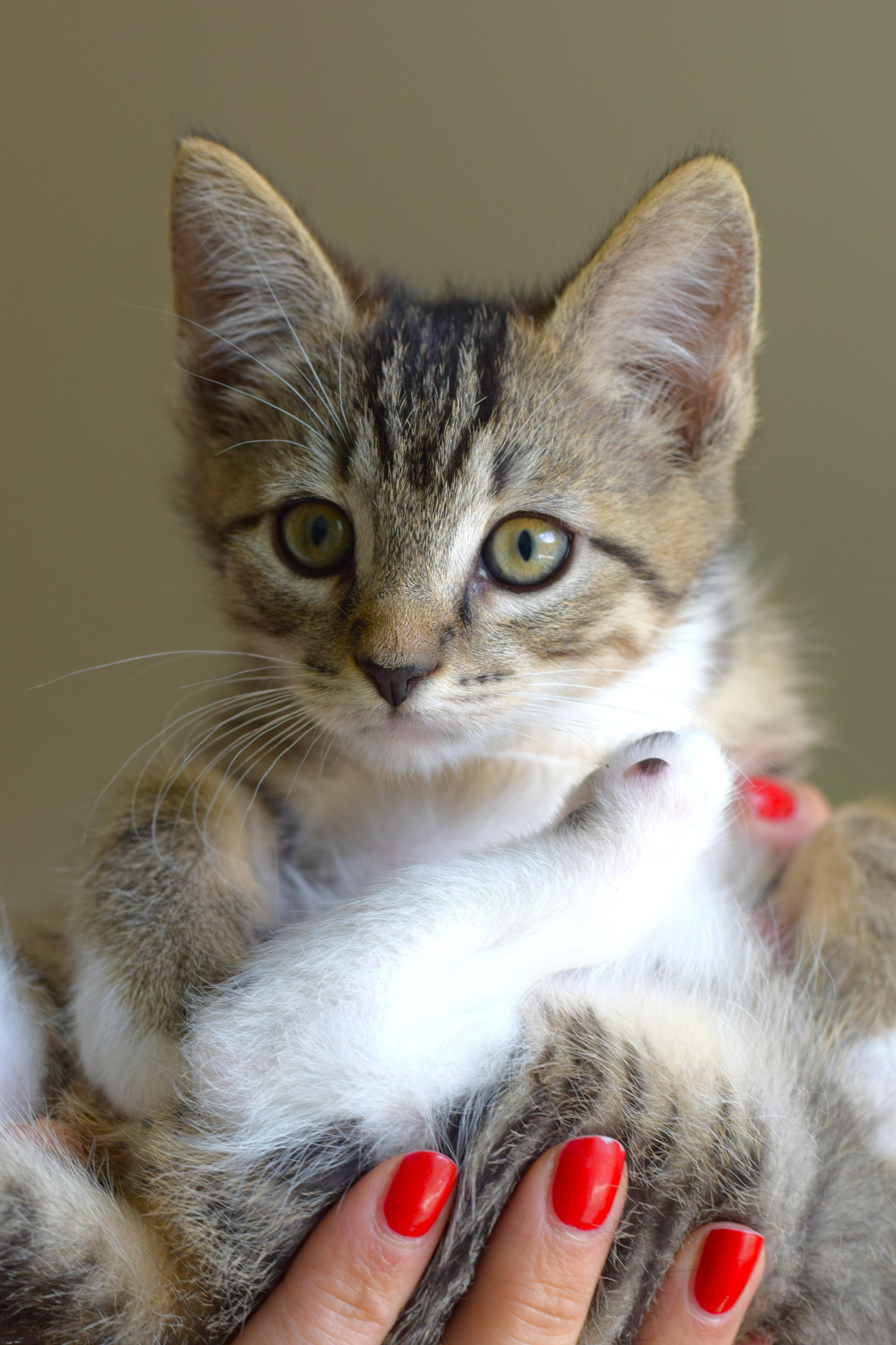 Bruce, a Adoptable Tabby in Mt Pleasant, SC image 3/6