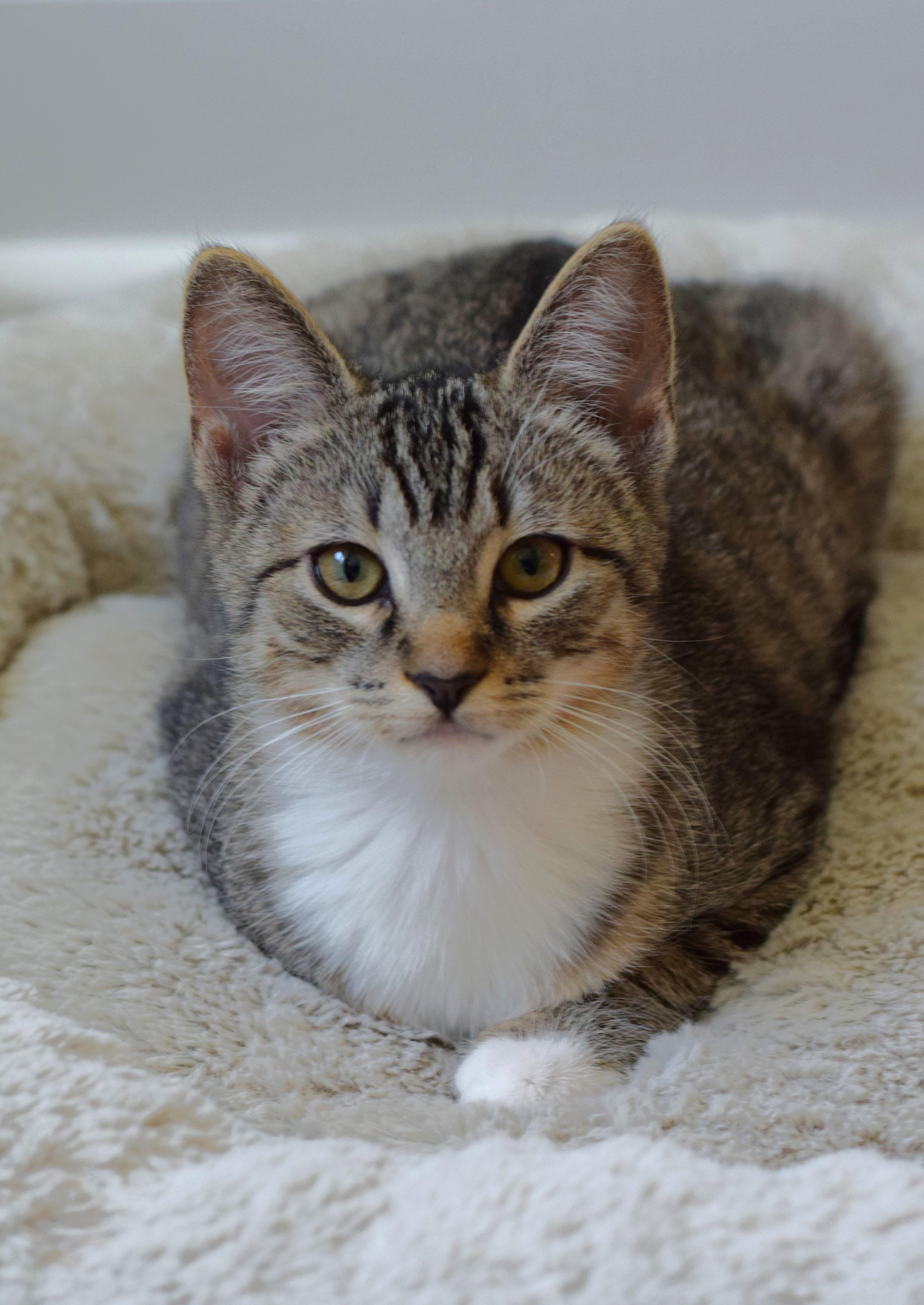 Bruce, a Adoptable Tabby in Mt Pleasant, SC image 5/6