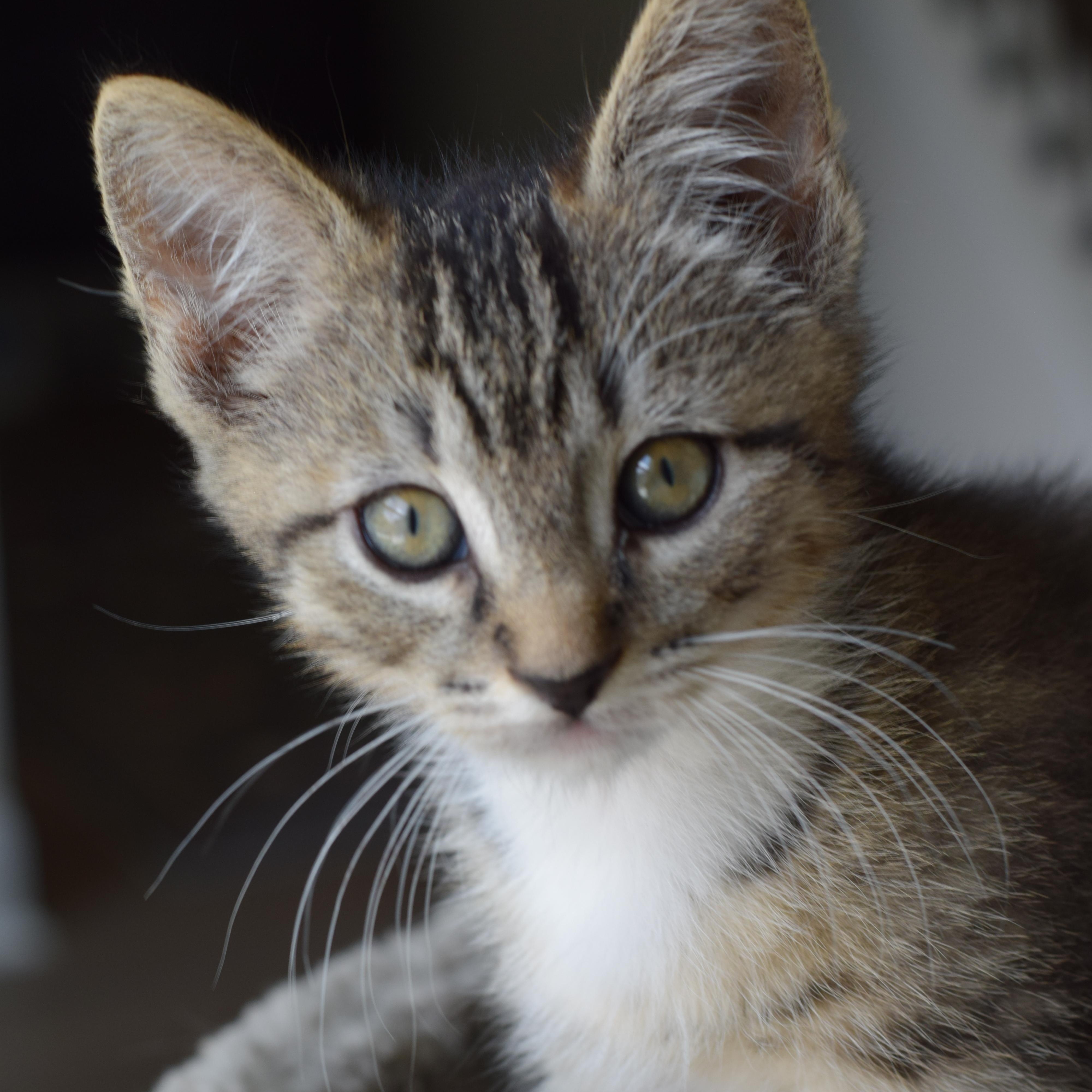 Bruce, Adoptable, Kitten Male Tabby.