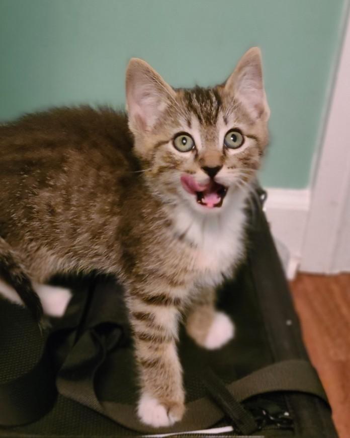 Bruce, Adoptable, Kitten Male Tabby.