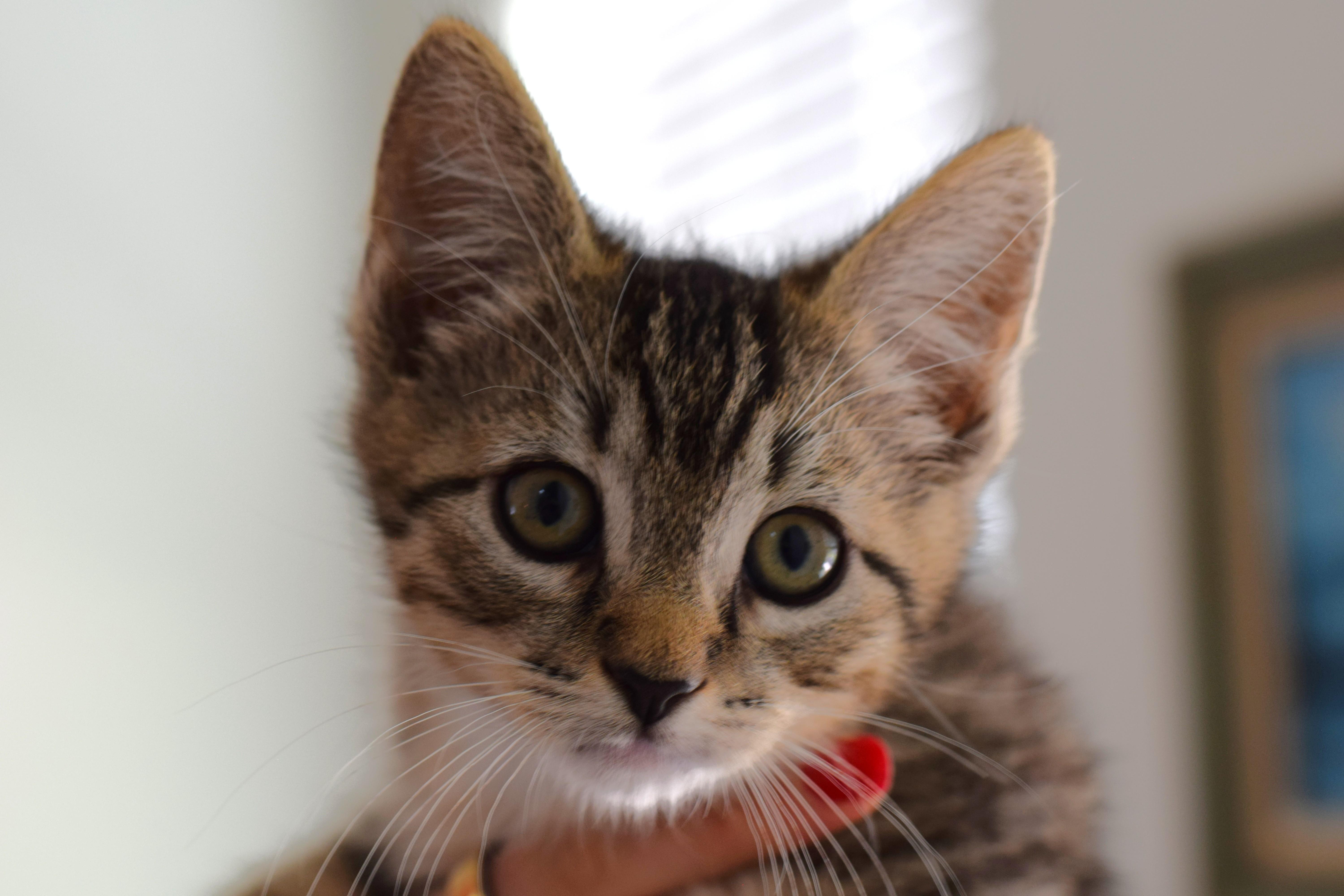 Bruce, a Adoptable Tabby in Mt Pleasant, SC image 5/6