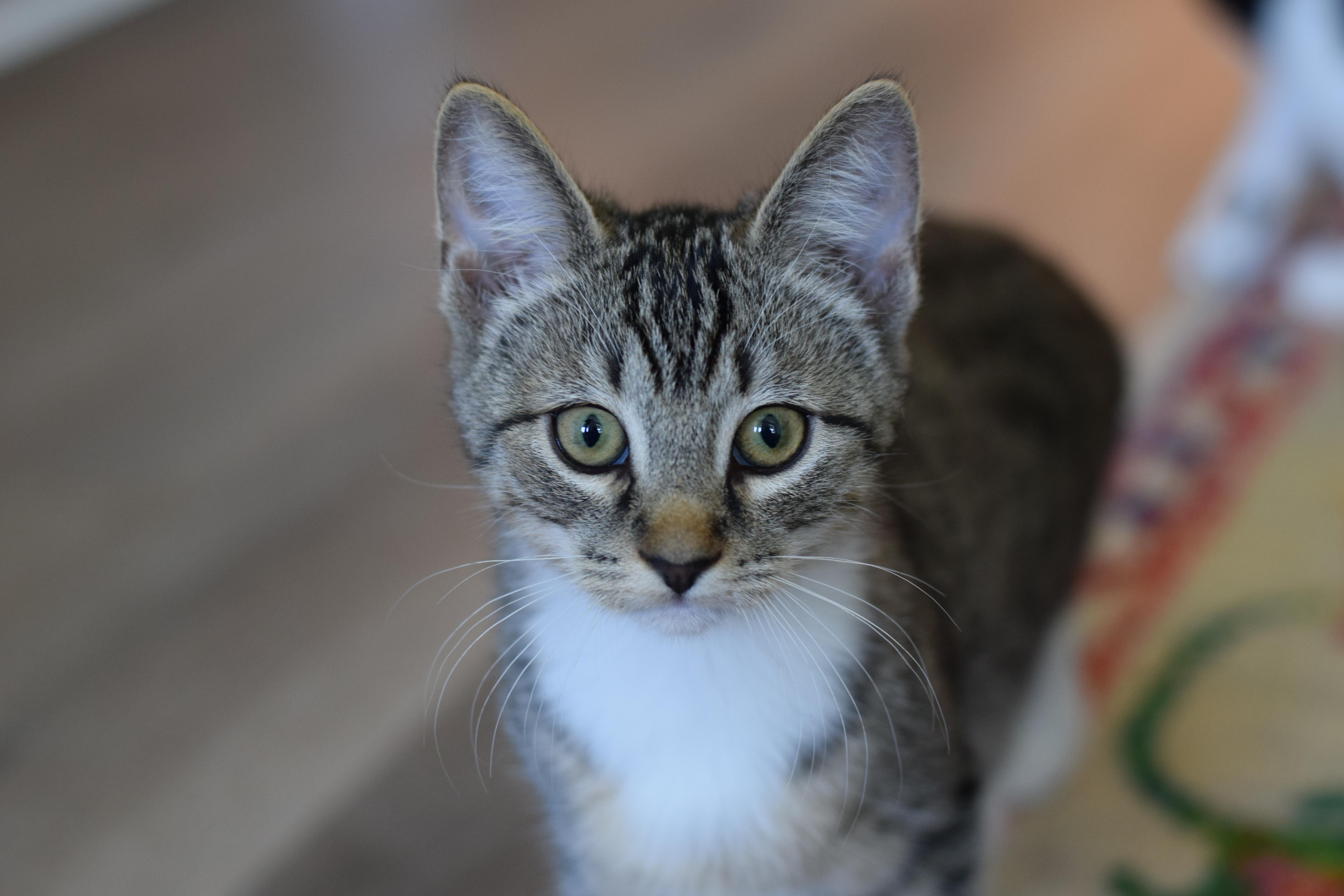 Bruce, a Adoptable Tabby in Mt Pleasant, SC image 6/6