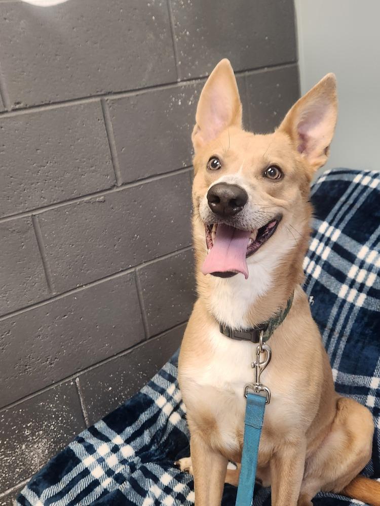KADENCE, Adoptable, Adult Male Shepherd & Mixed Breed.