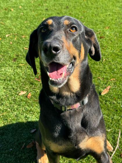 Enlarge Princess Peach - 2, a Adoptable mixed breed in Daytona Beach, FL image 1/1