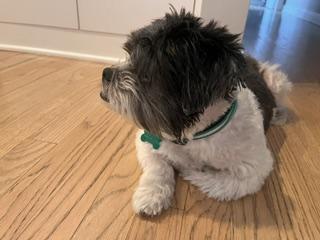 Biscuit, an adopted mixed breed in Aurora, IL image 1/3
