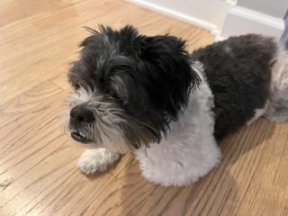 Biscuit, an adopted mixed breed in Aurora, IL image 2/3
