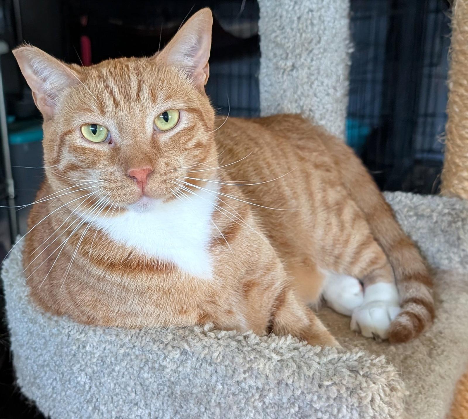 Enlarge Finnegan, a Adoptable mixed breed in Monrovia, CA image 1/3