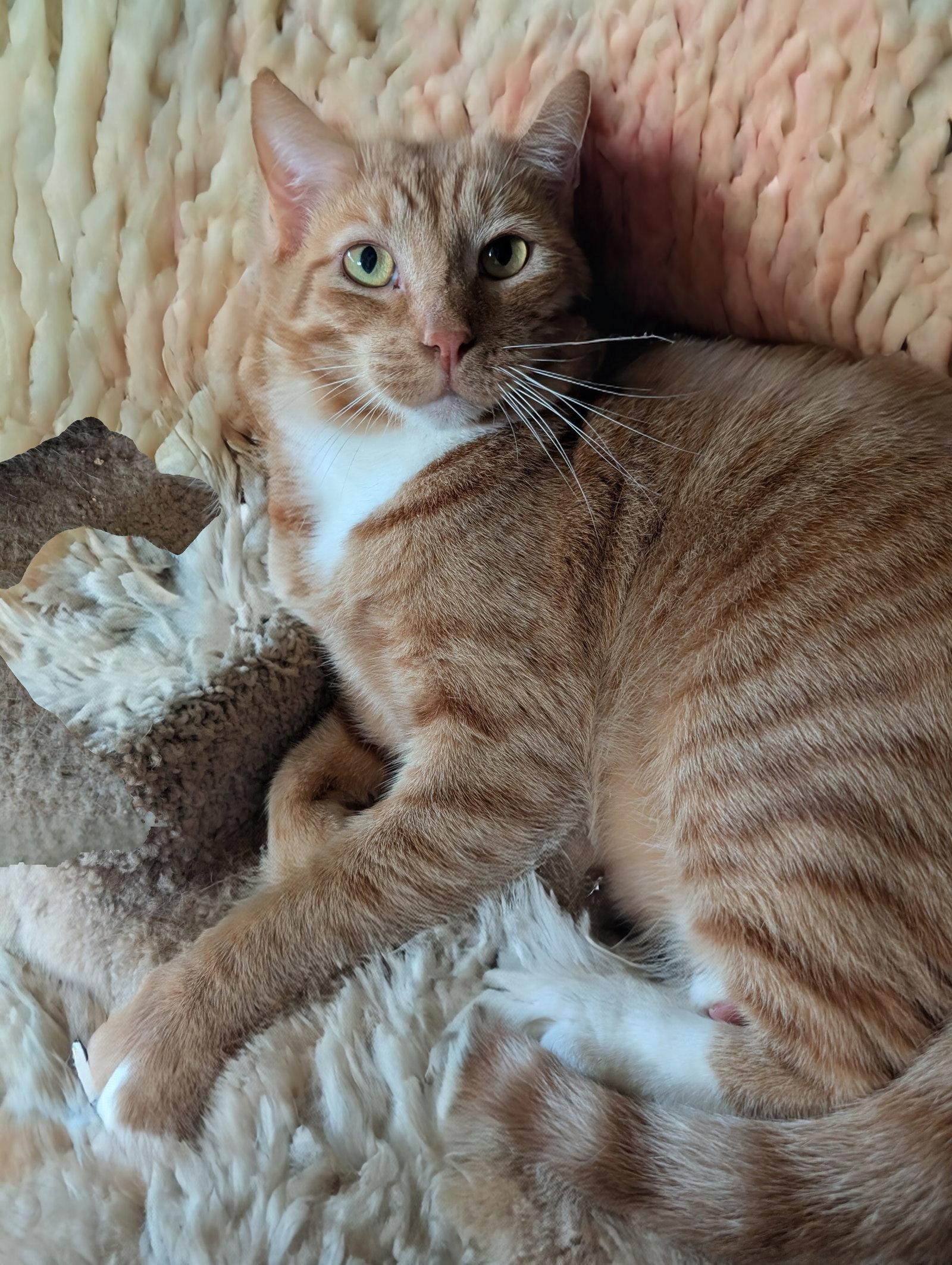 Enlarge Finnegan, a Adoptable mixed breed in Monrovia, CA image 2/3