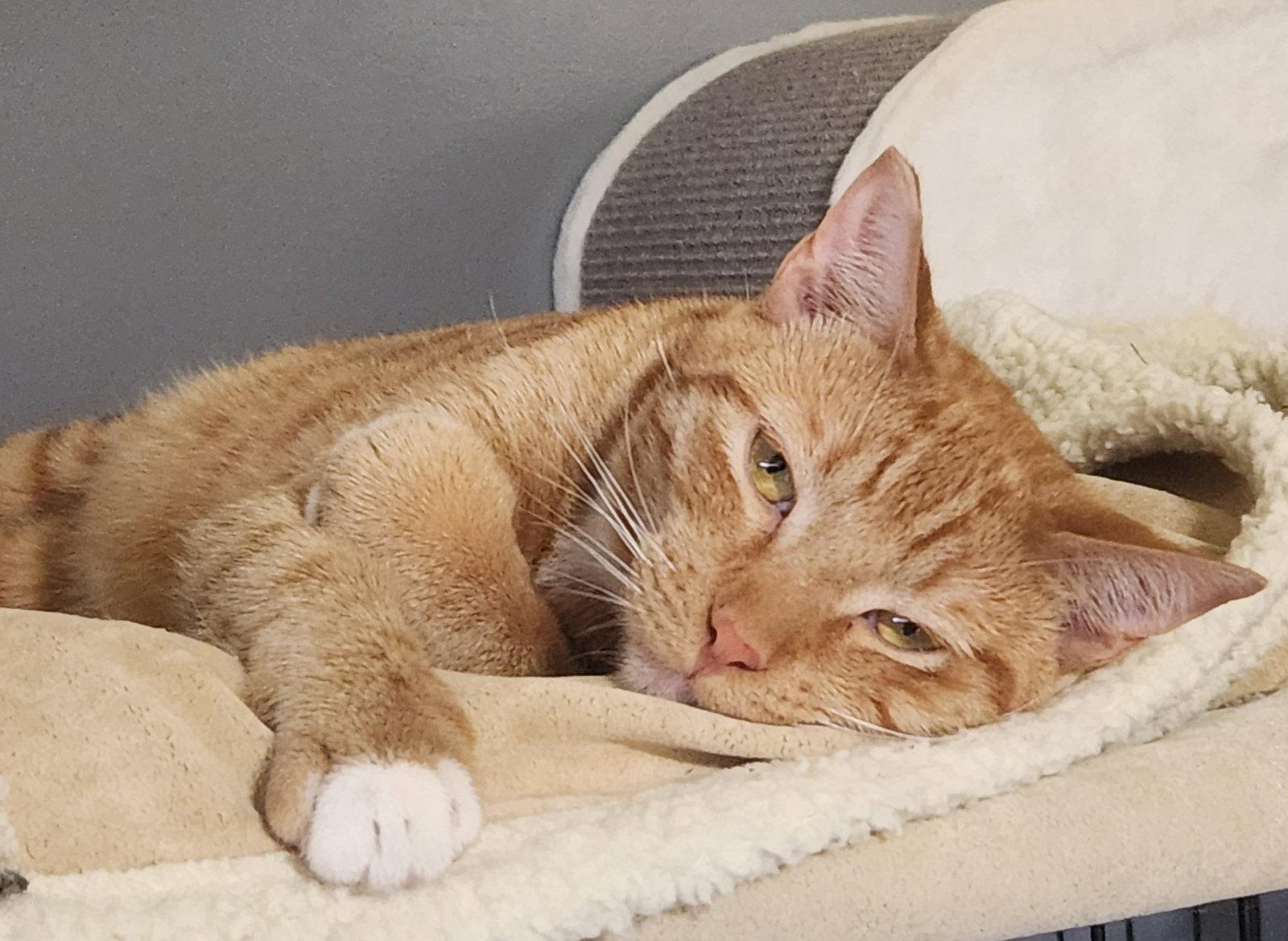 Enlarge Finnegan, a Adoptable mixed breed in Monrovia, CA image 3/3