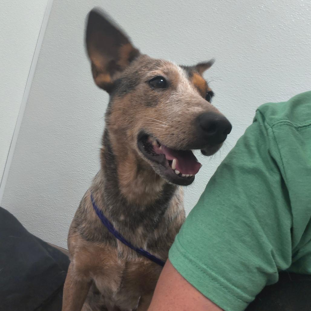 Callie, a Adoptable Cattle Dog in Tulsa, OK image 1/5