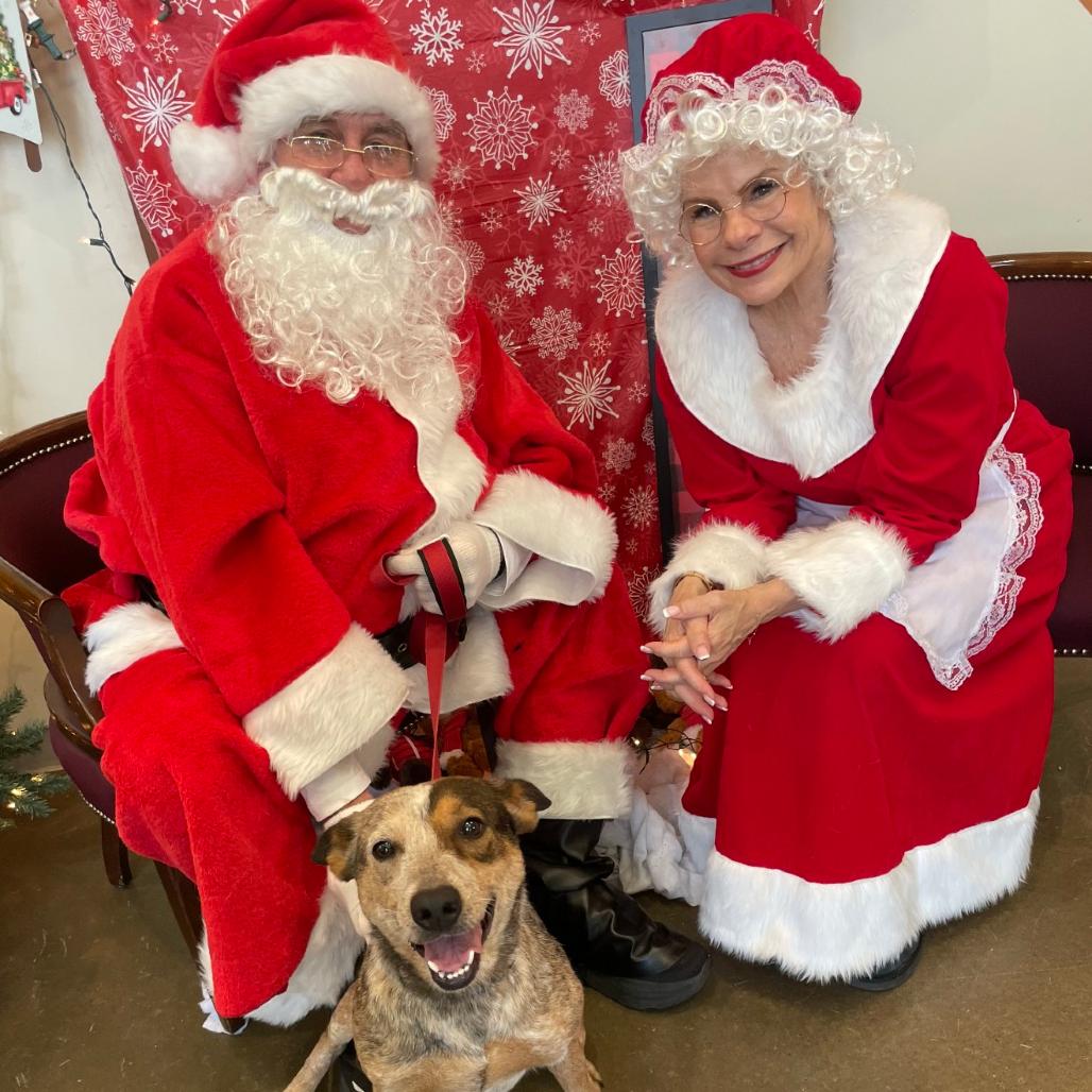 Callie, Adoptable, Adult Female Cattle Dog.