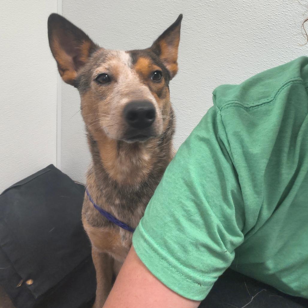 Callie, a Adoptable Cattle Dog in Tulsa, OK image 2/5