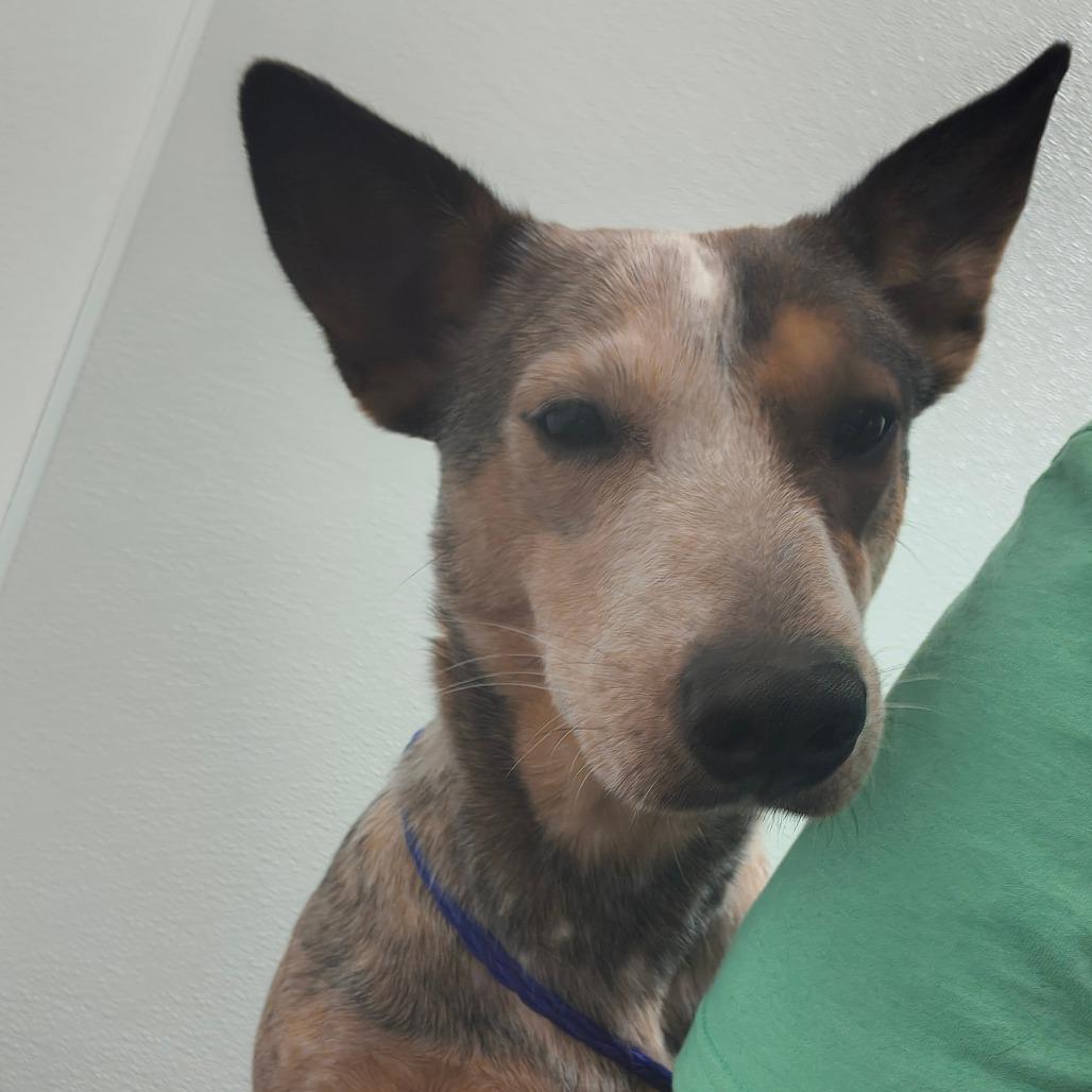 Callie, a Adoptable Cattle Dog in Tulsa, OK image 4/5