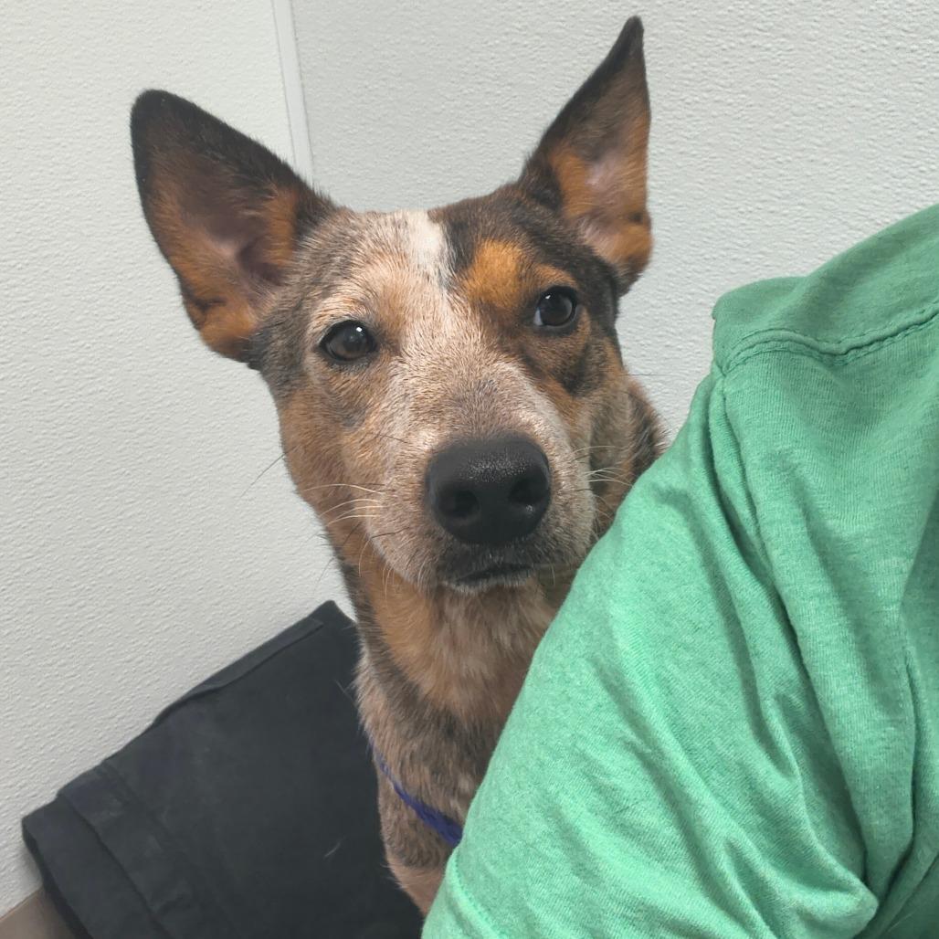 Callie, a Adoptable Cattle Dog in Tulsa, OK image 5/5