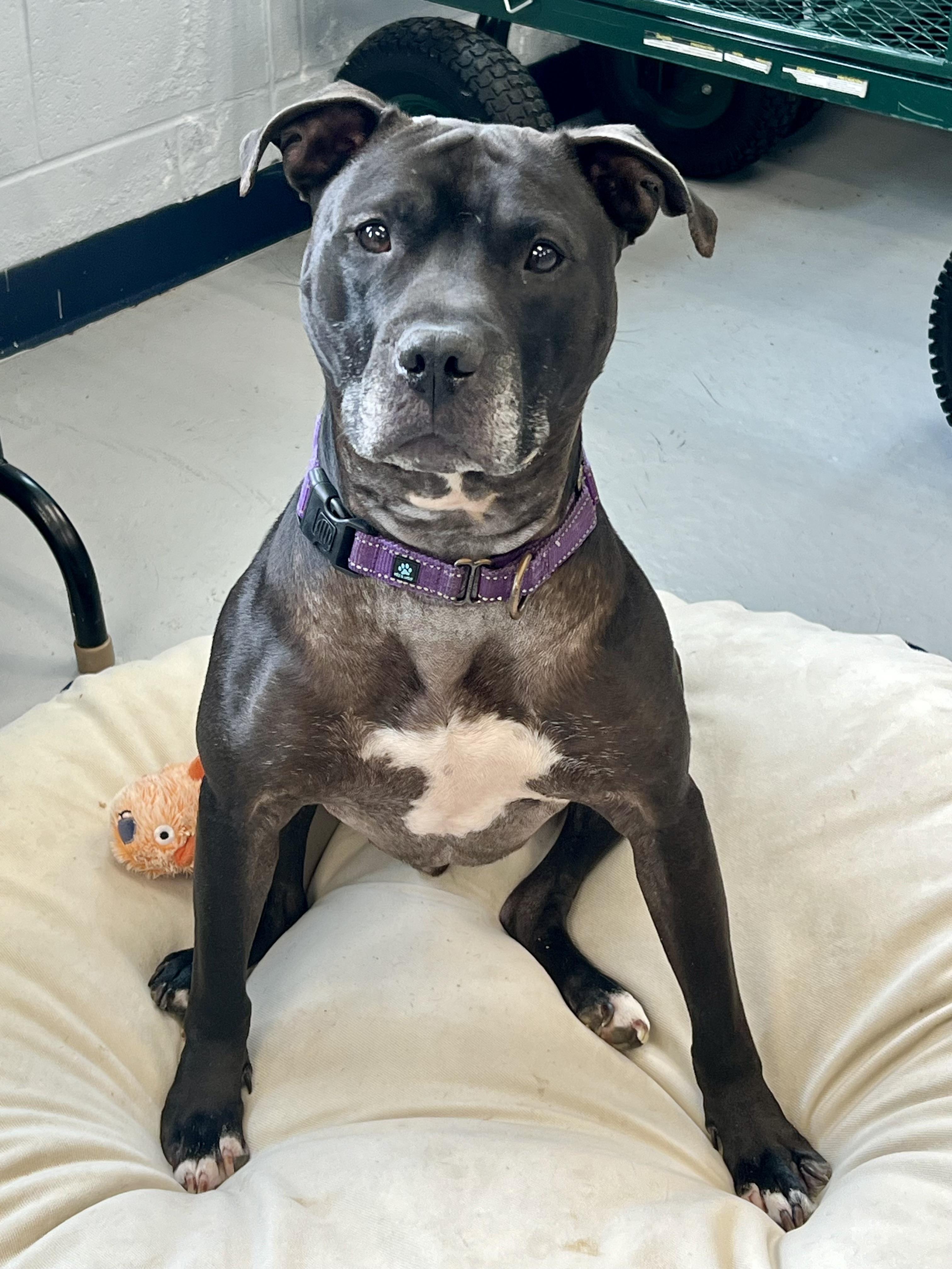 Shadow, a Adoptable American Staffordshire Terrier in Yonkers, NY image 1/5