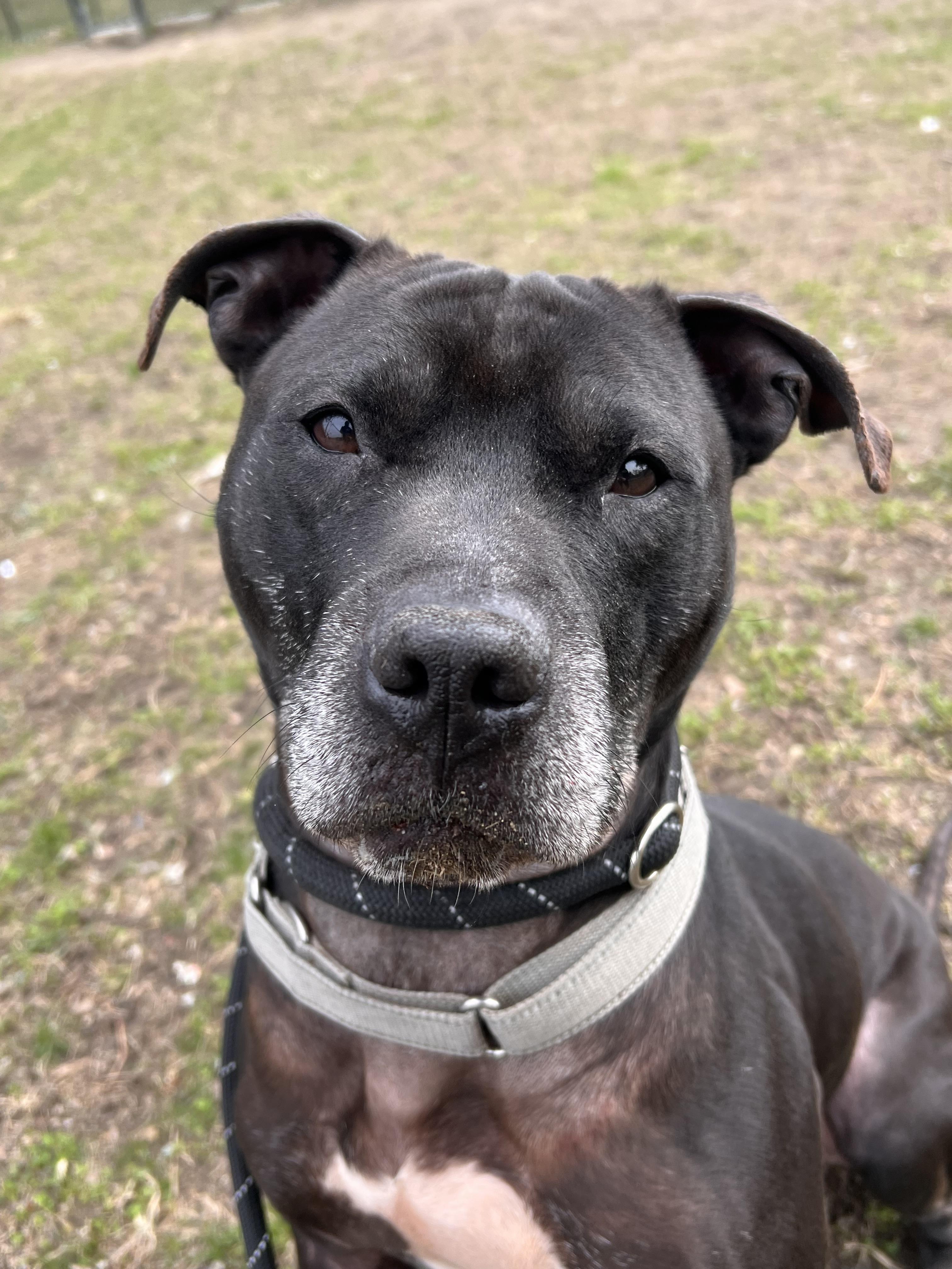 Enlarge Shadow, a Adoptable American Staffordshire Terrier in Yonkers, NY image 4/5