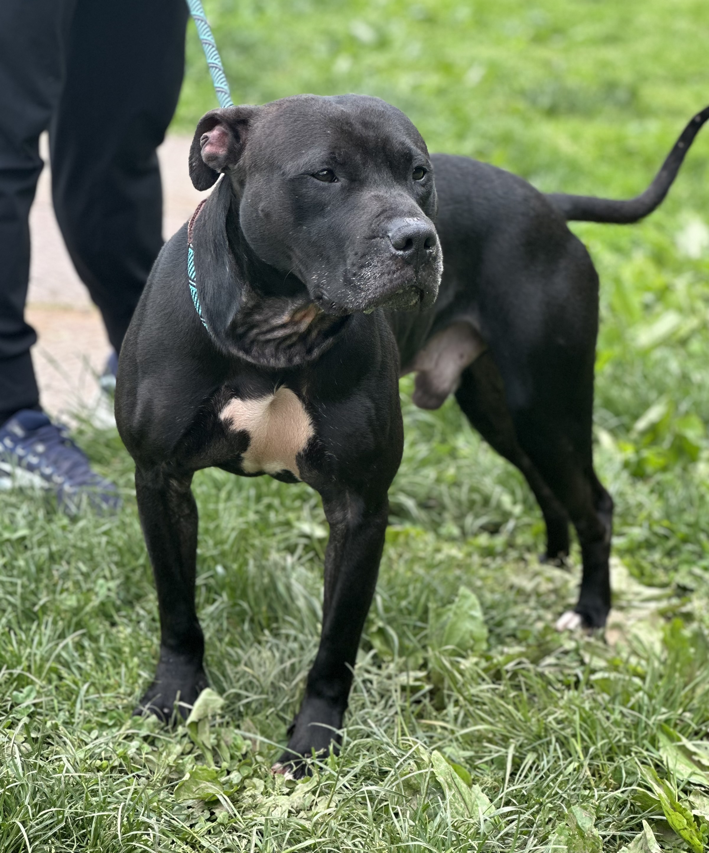Shadow, a Adoptable American Staffordshire Terrier in Yonkers, NY image 5/5