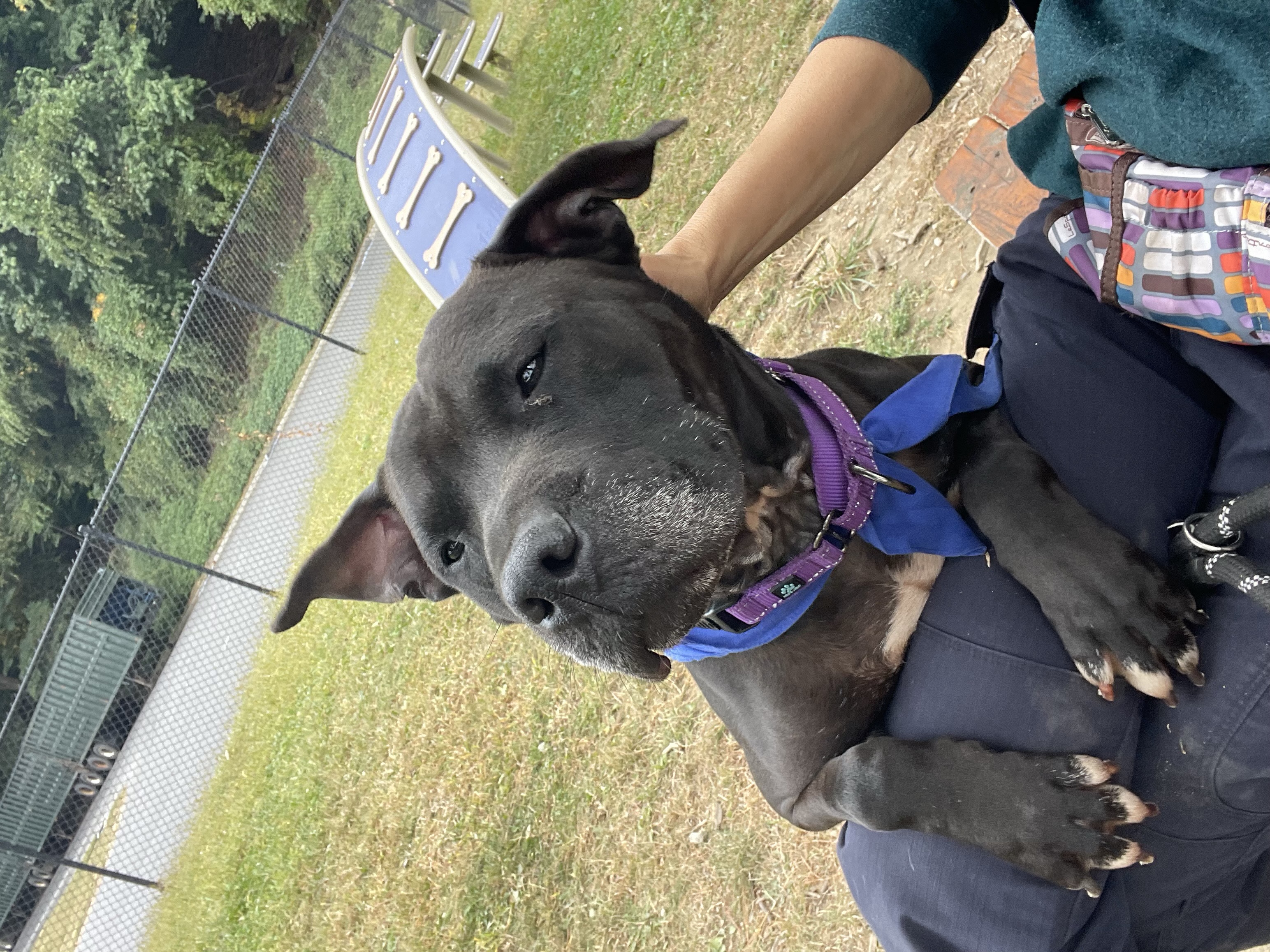 Shadow, a Adoptable American Staffordshire Terrier in Yonkers, NY image 2/5
