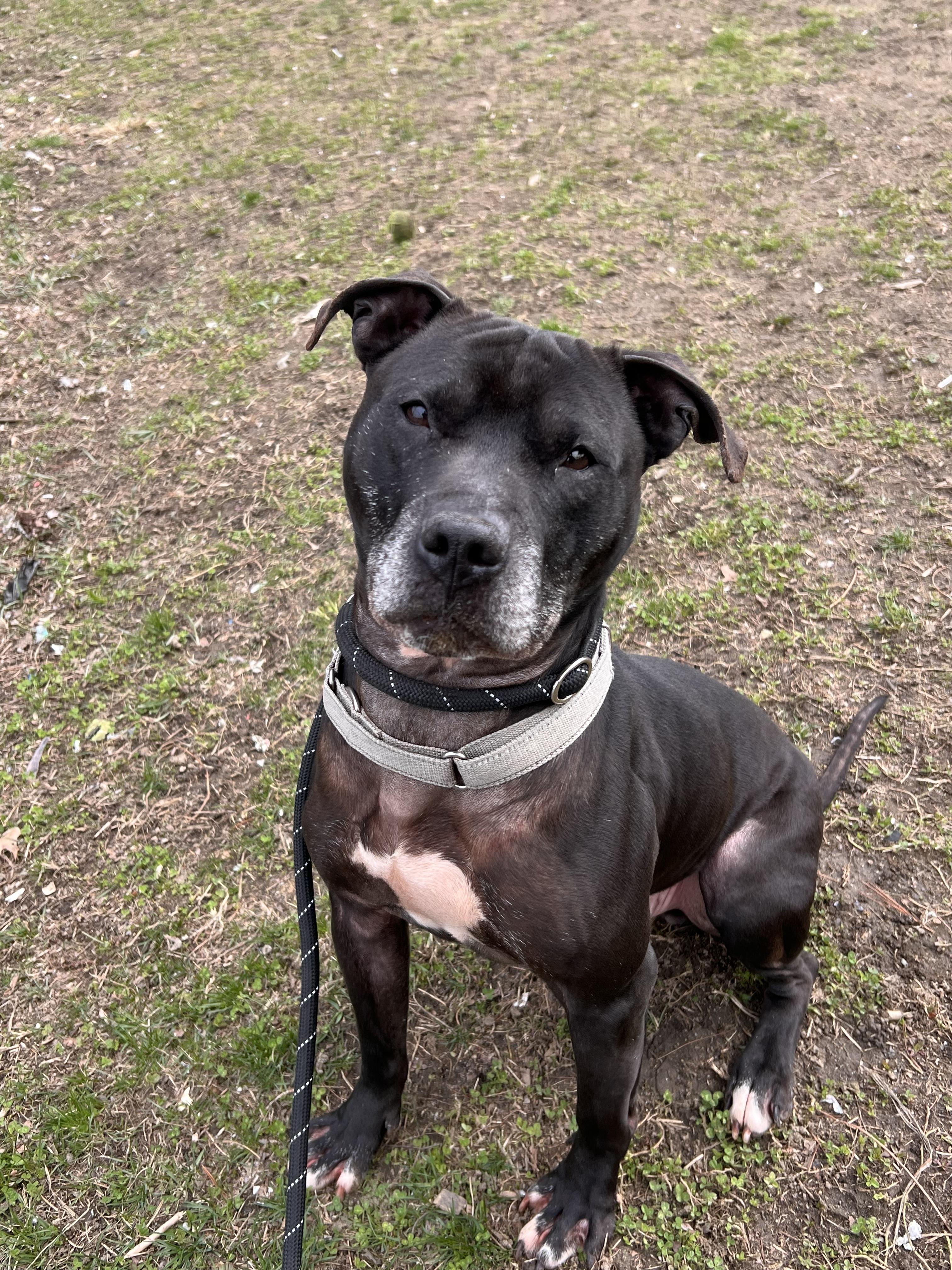 Enlarge Shadow, a Adoptable American Staffordshire Terrier in Yonkers, NY image 5/5