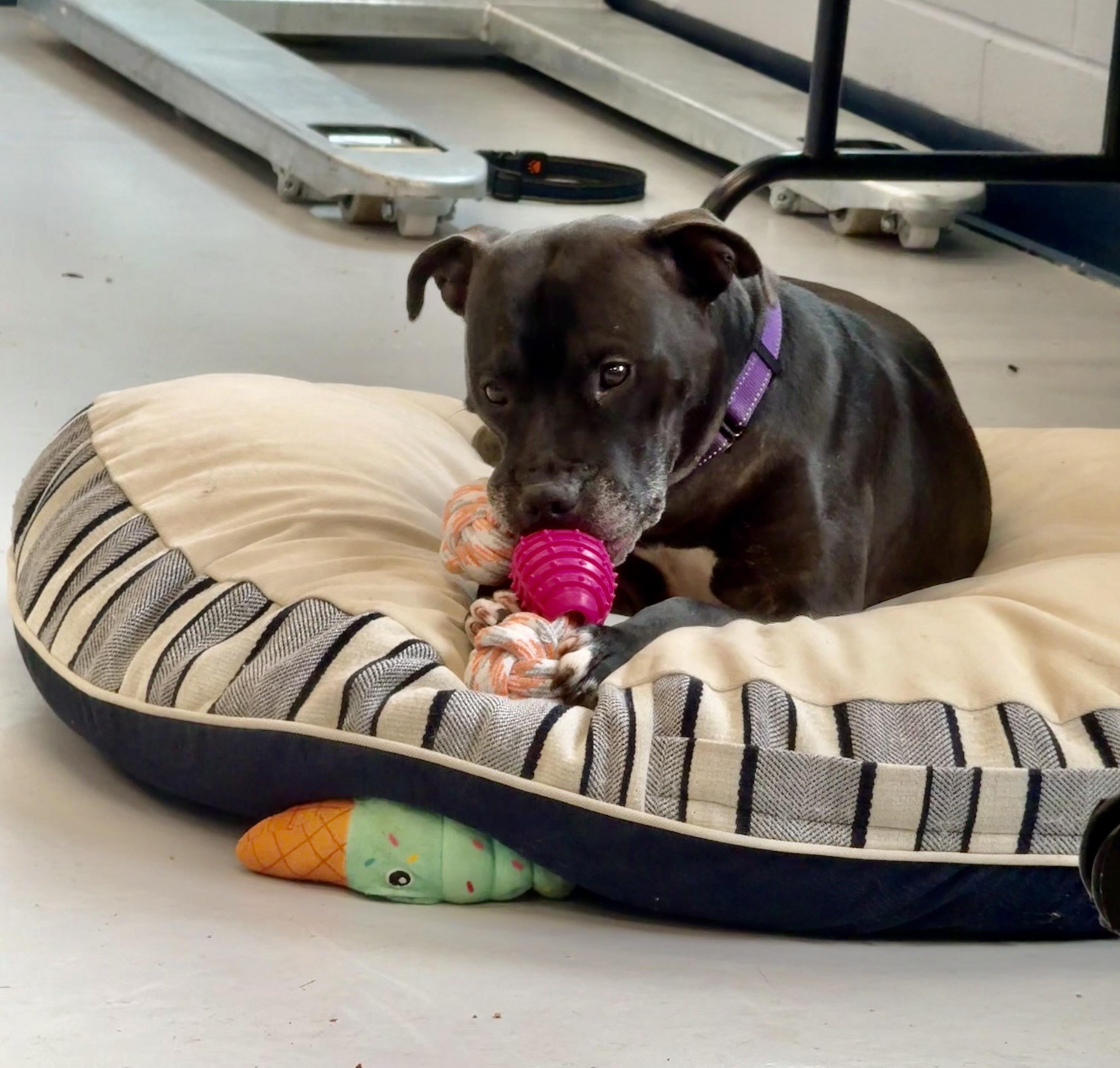 Shadow, a Adoptable American Staffordshire Terrier in Yonkers, NY image 3/5