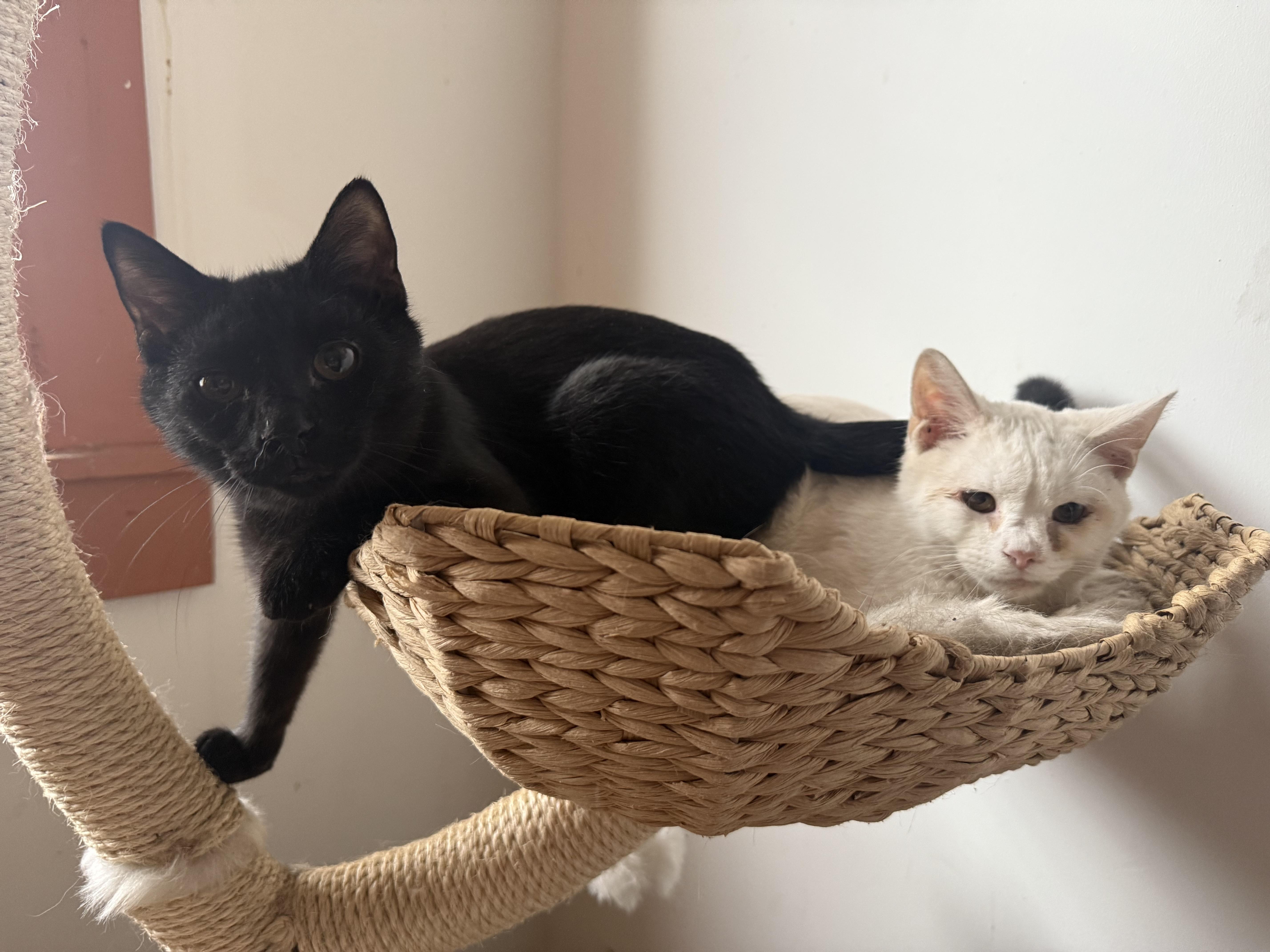 Enlarge Dewey and Louie, a Adoptable American Shorthair in New Kensington, PA image 1/5