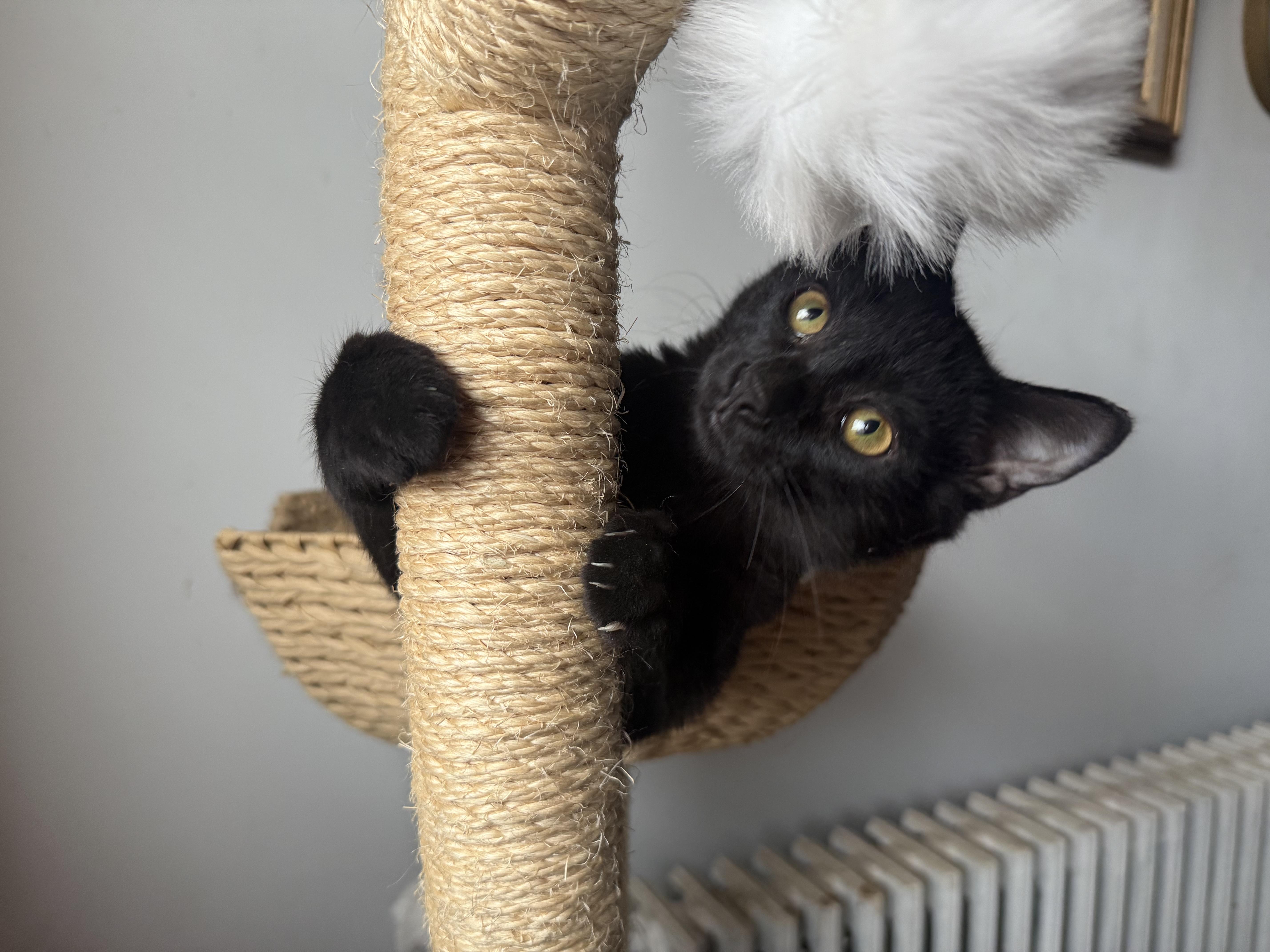 Enlarge Dewey and Louie, a Adoptable American Shorthair in New Kensington, PA image 2/5
