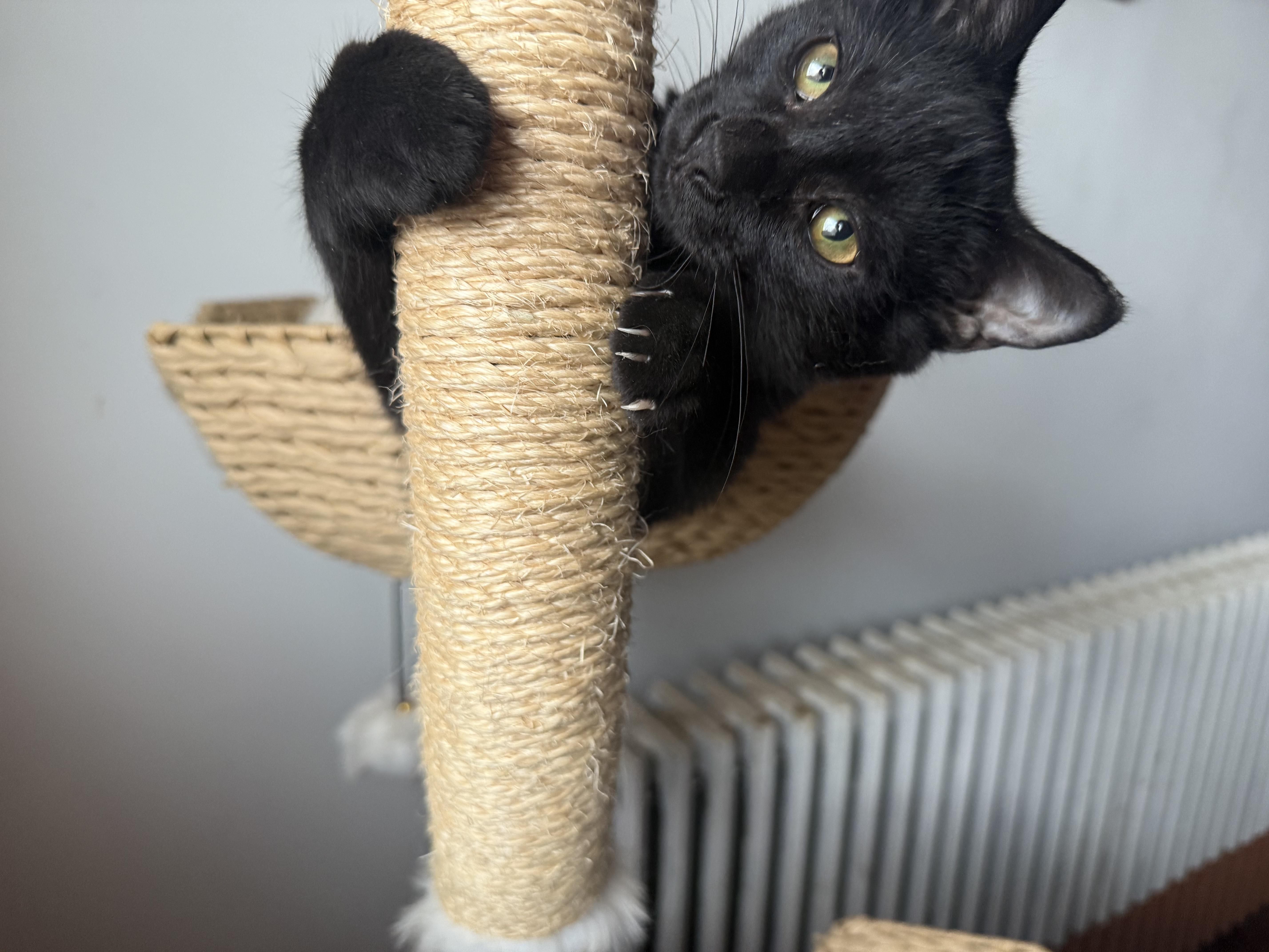 Enlarge Dewey and Louie, a Adoptable American Shorthair in New Kensington, PA image 3/5