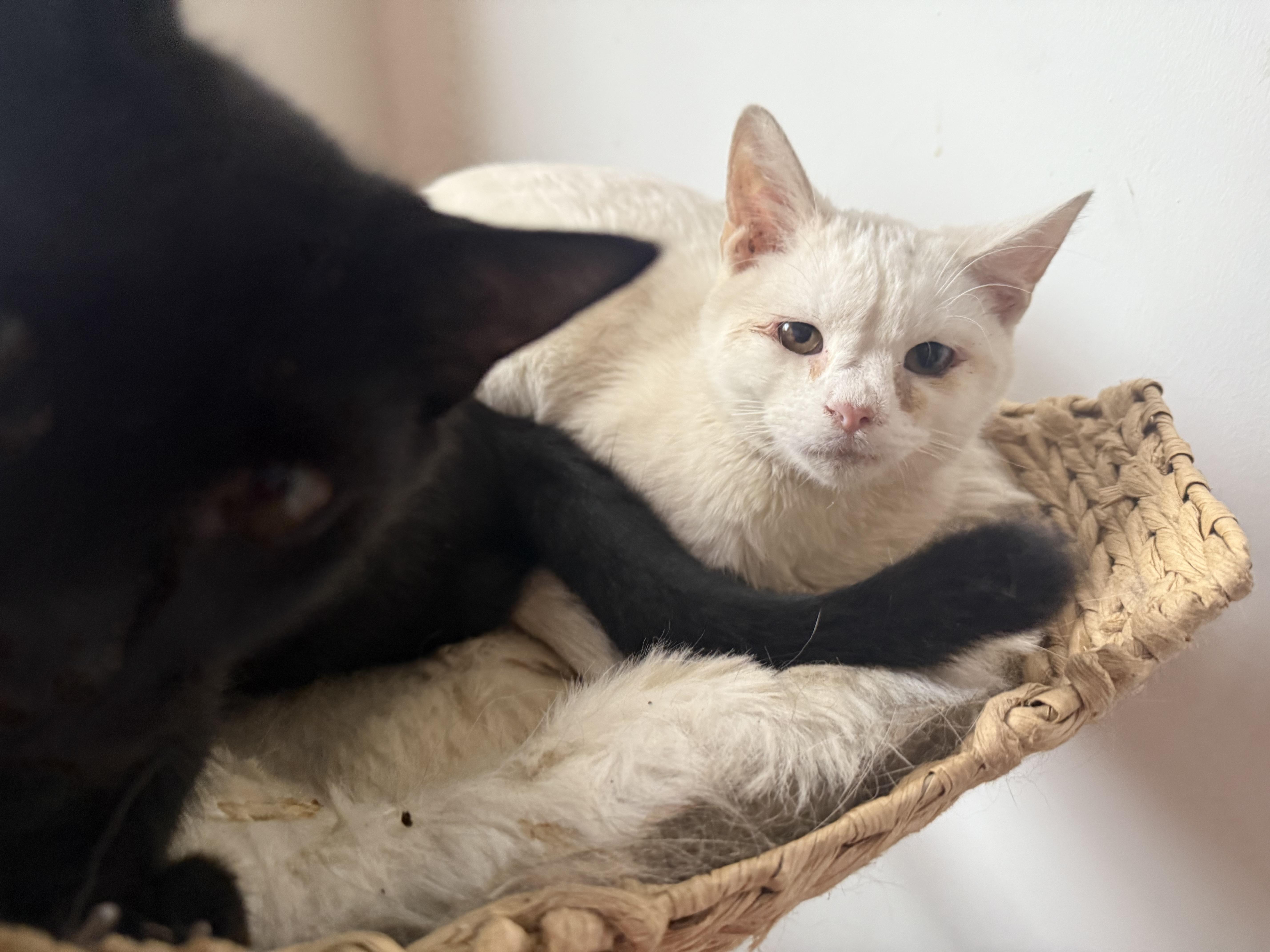 Enlarge Dewey and Louie, a Adoptable American Shorthair in New Kensington, PA image 4/5