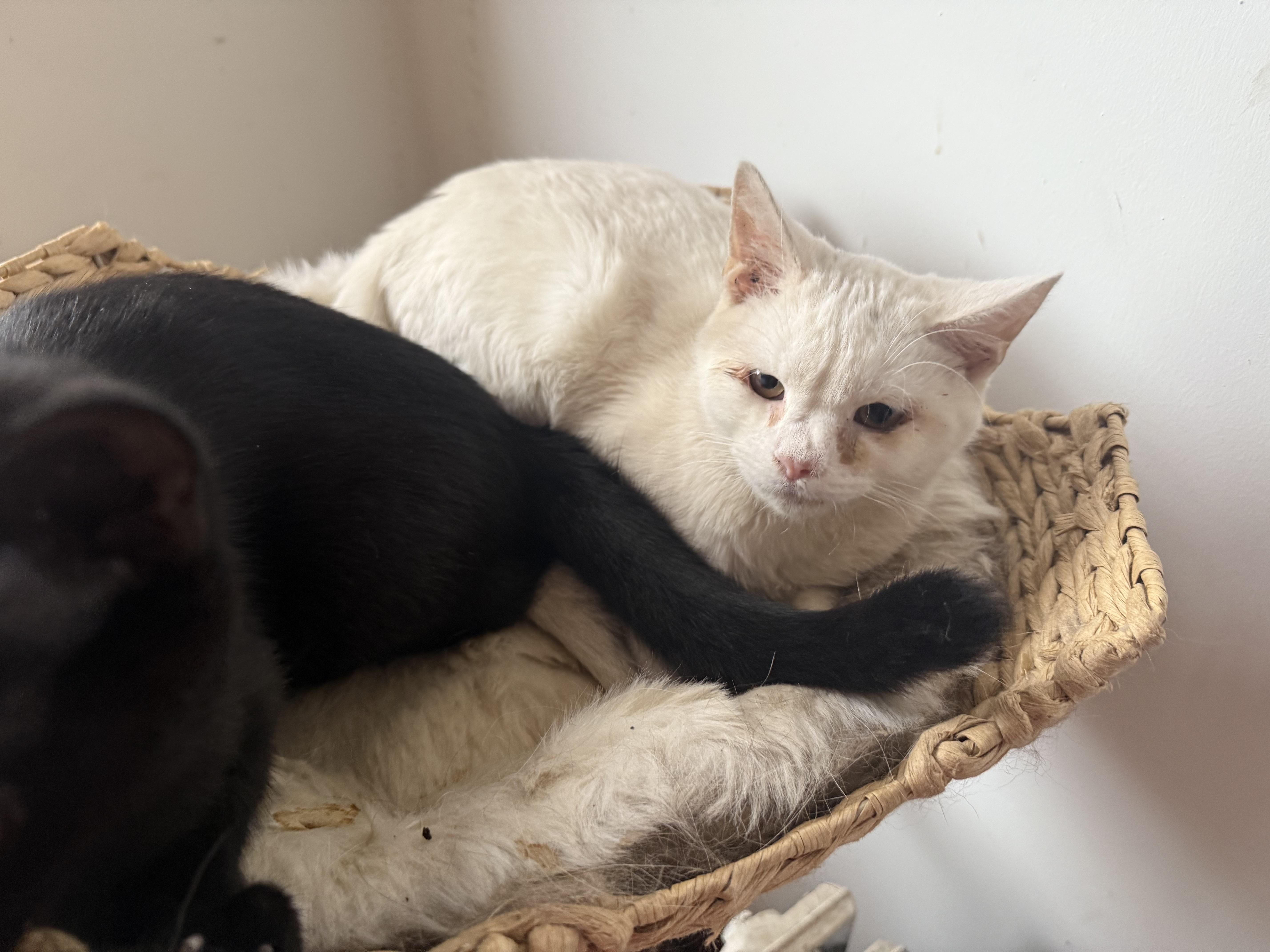 Enlarge Dewey and Louie, a Adoptable American Shorthair in New Kensington, PA image 5/5