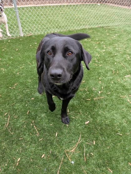 Enlarge Loxley, a Adoptable mixed breed in Louisburg, NC image 1/1