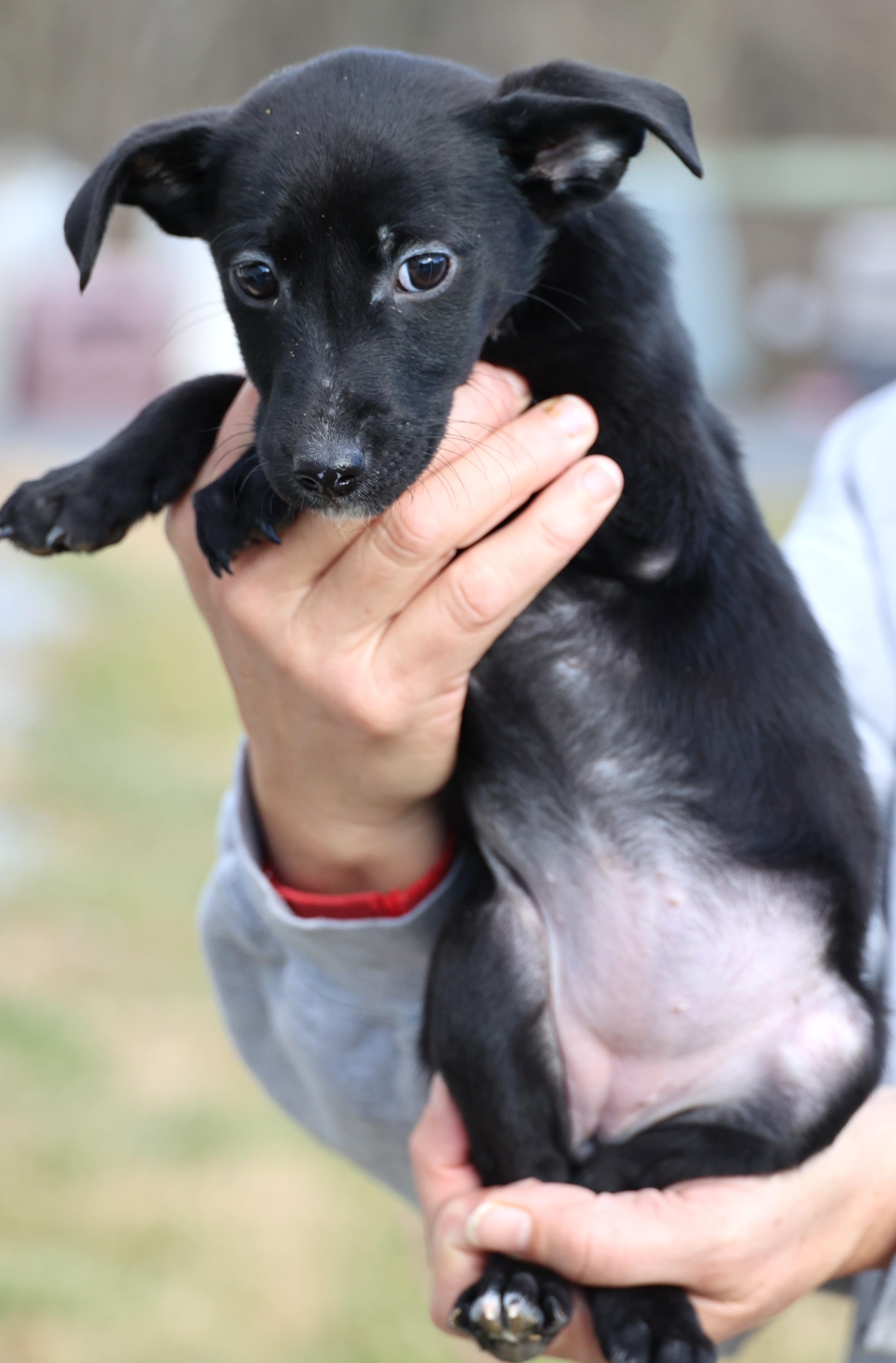 Enlarge Valerie-Available! www.lhar.dog to apply! , an adoptable mixed breed in Frederick, MD image 3/6