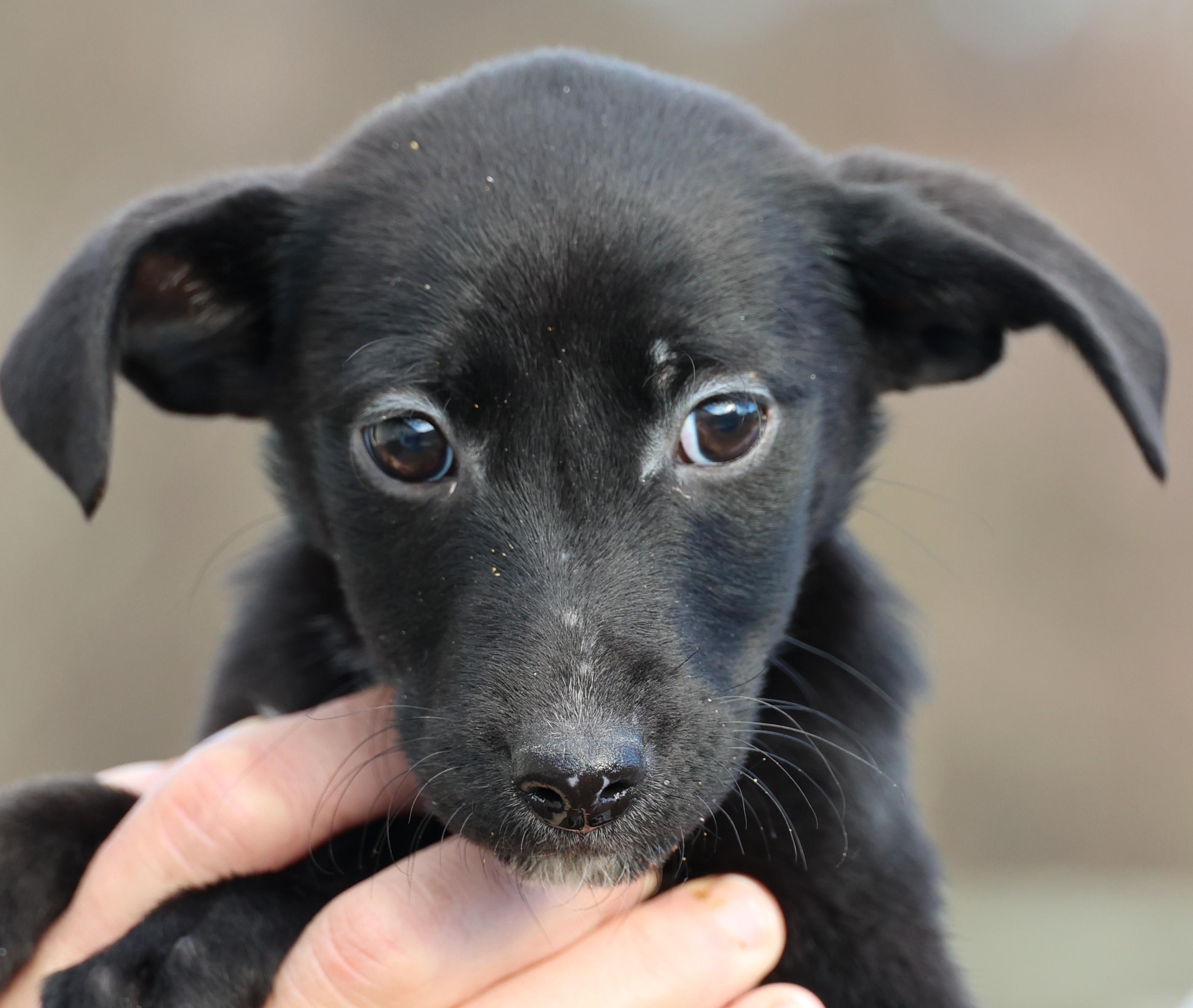 Enlarge Valerie-Available! www.lhar.dog to apply! , an adoptable mixed breed in Frederick, MD image 1/6