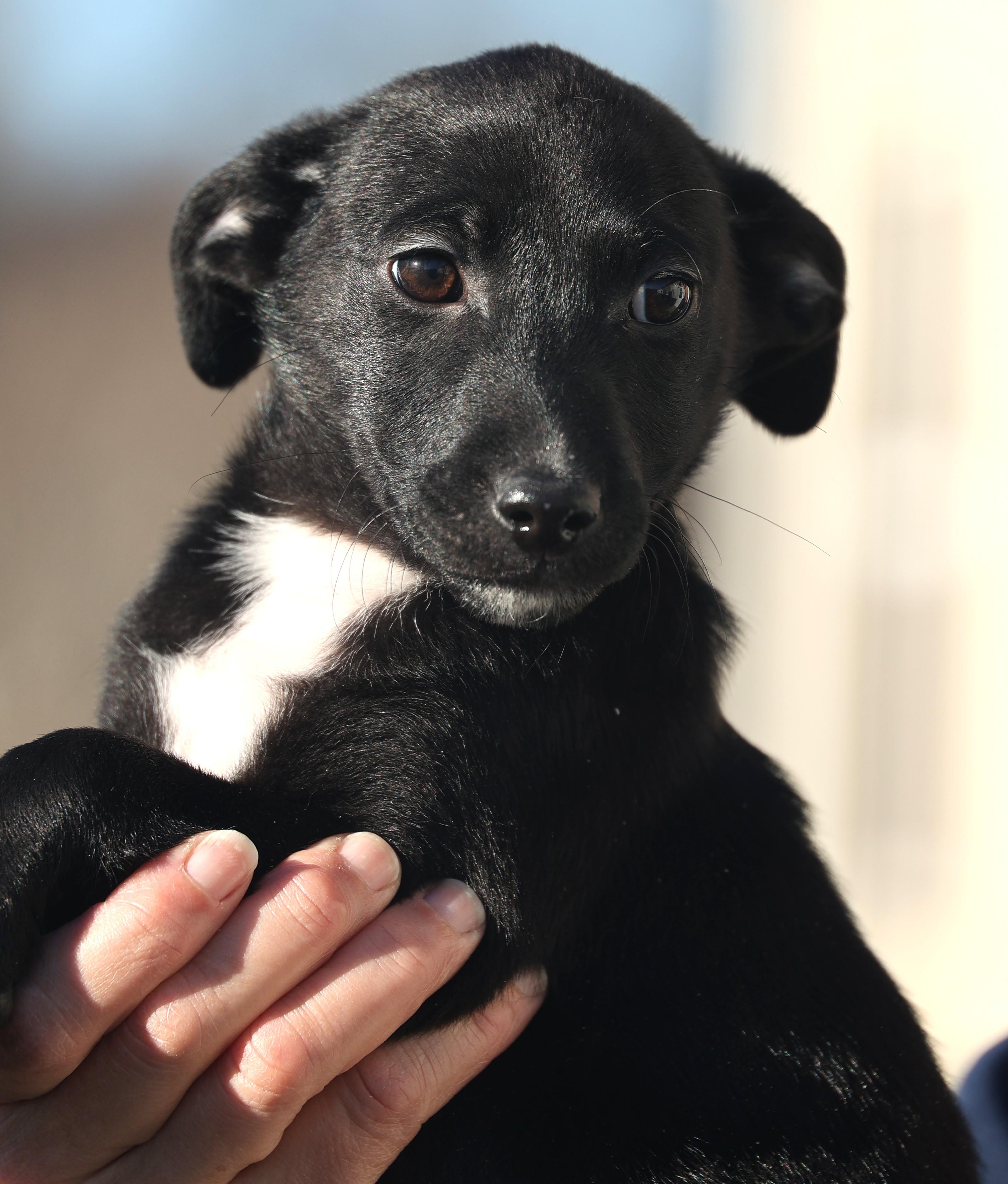 Enlarge Valerie-Pending!, an adoptable mixed breed in Frederick, MD image 5/5