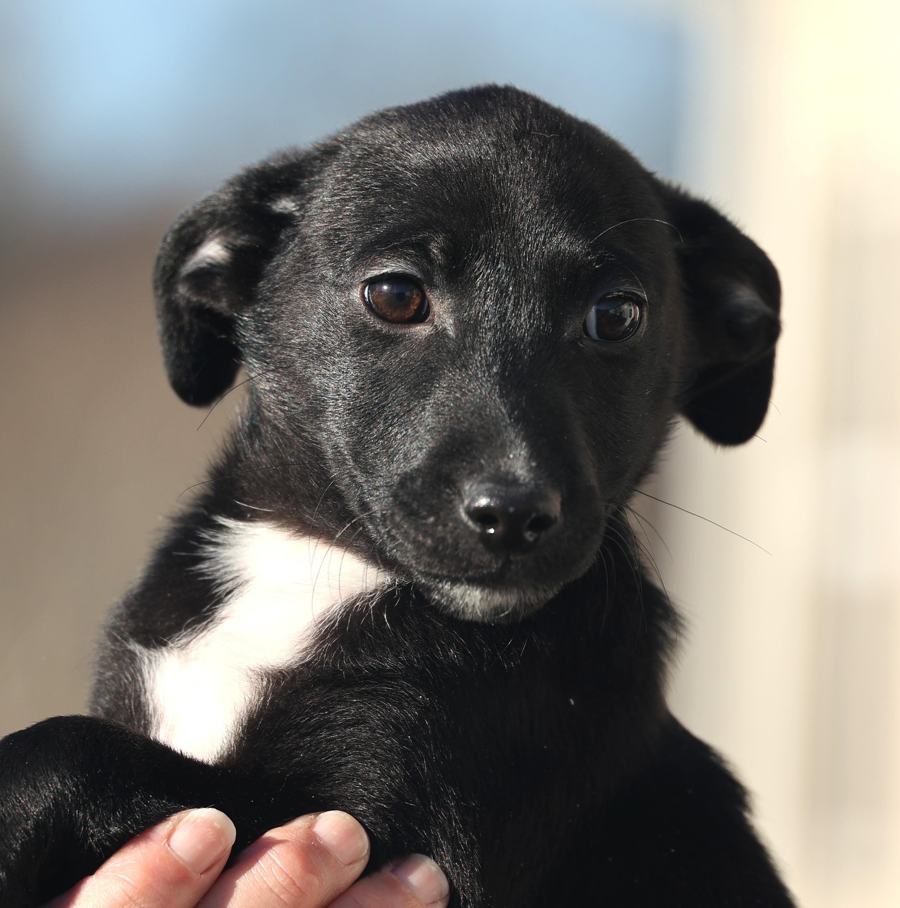 Enlarge Valerie-Pending!, an adoptable mixed breed in Frederick, MD image 1/5