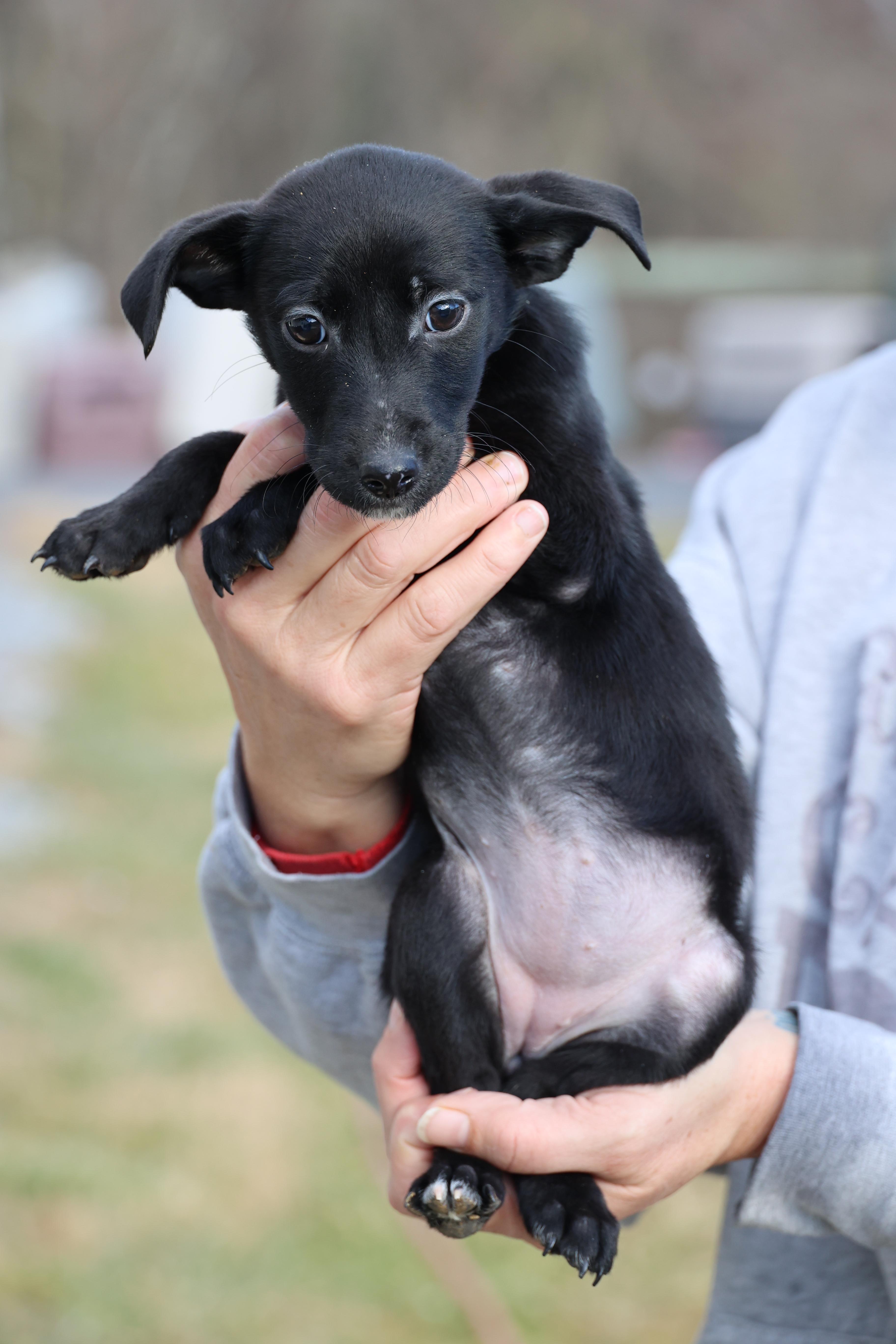 Enlarge Valerie-Available! www.lhar.dog to apply! , an adoptable mixed breed in Frederick, MD image 4/6