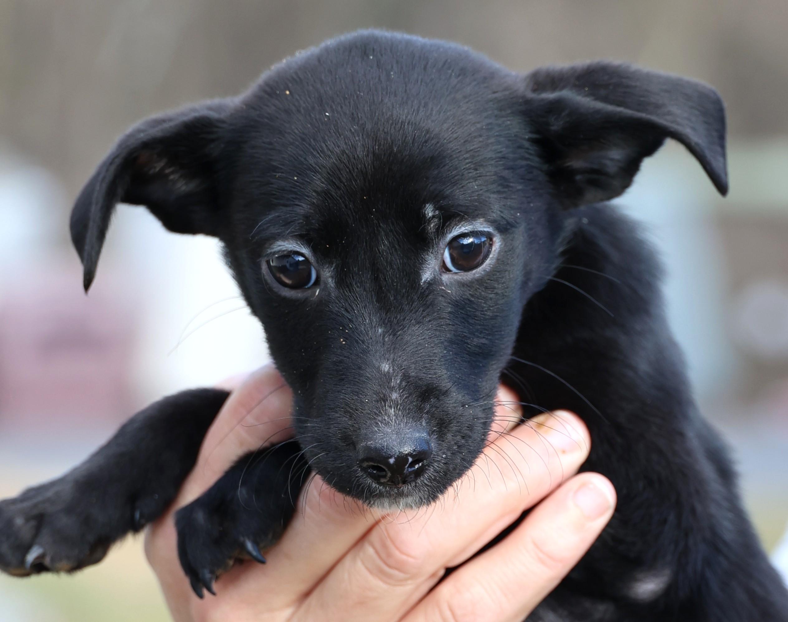 Enlarge Valerie-Available! www.lhar.dog to apply! , an adoptable mixed breed in Frederick, MD image 2/6
